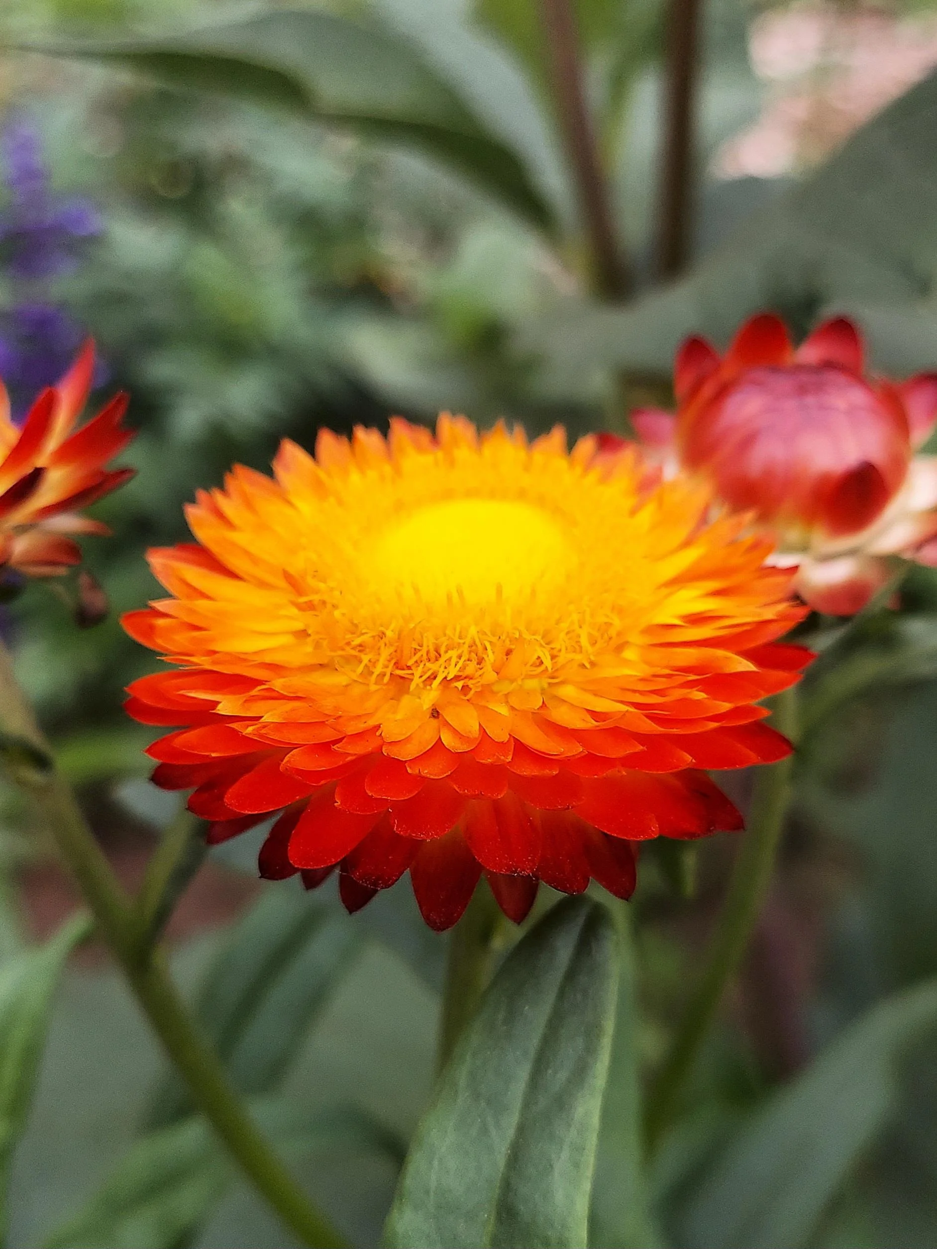 Elicriso a fiore di carta: il petalo che non è un petalo e ti dice l'umidità di casa