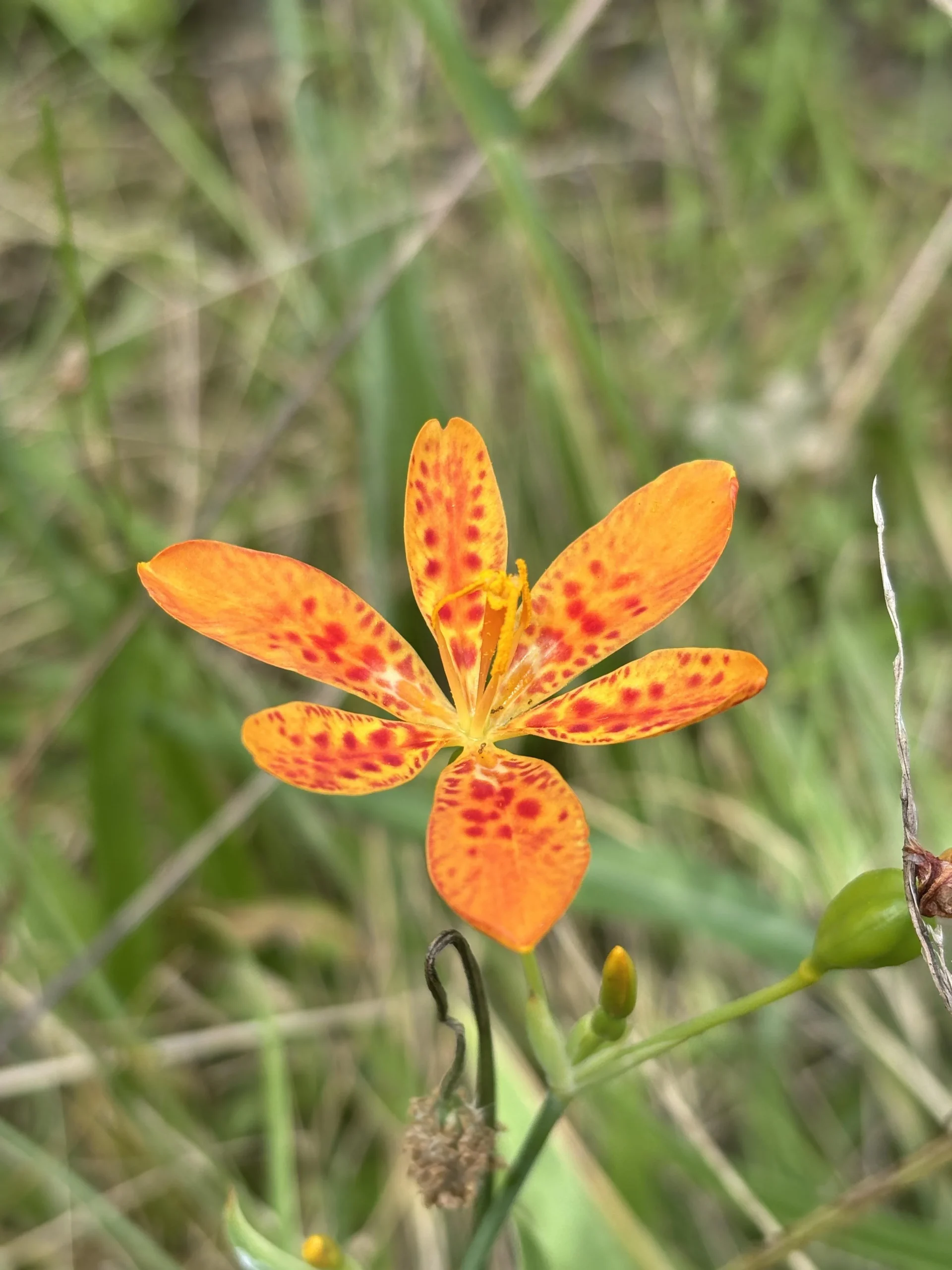 Emerocallide fulva, il fiore arancione dei fossi che dura un giorno solo ed è ovunque lo stesso clone