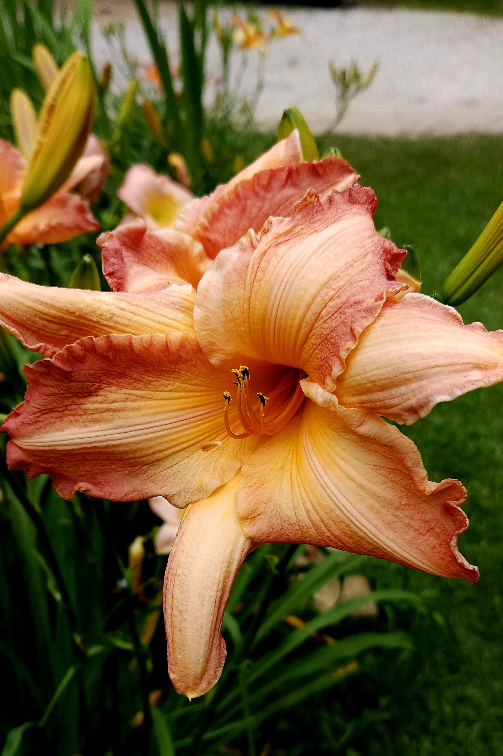Emerocallide, il fiore che vive un giorno solo: impara a leggere lo scapo e sai quante settimane di fioritura restano