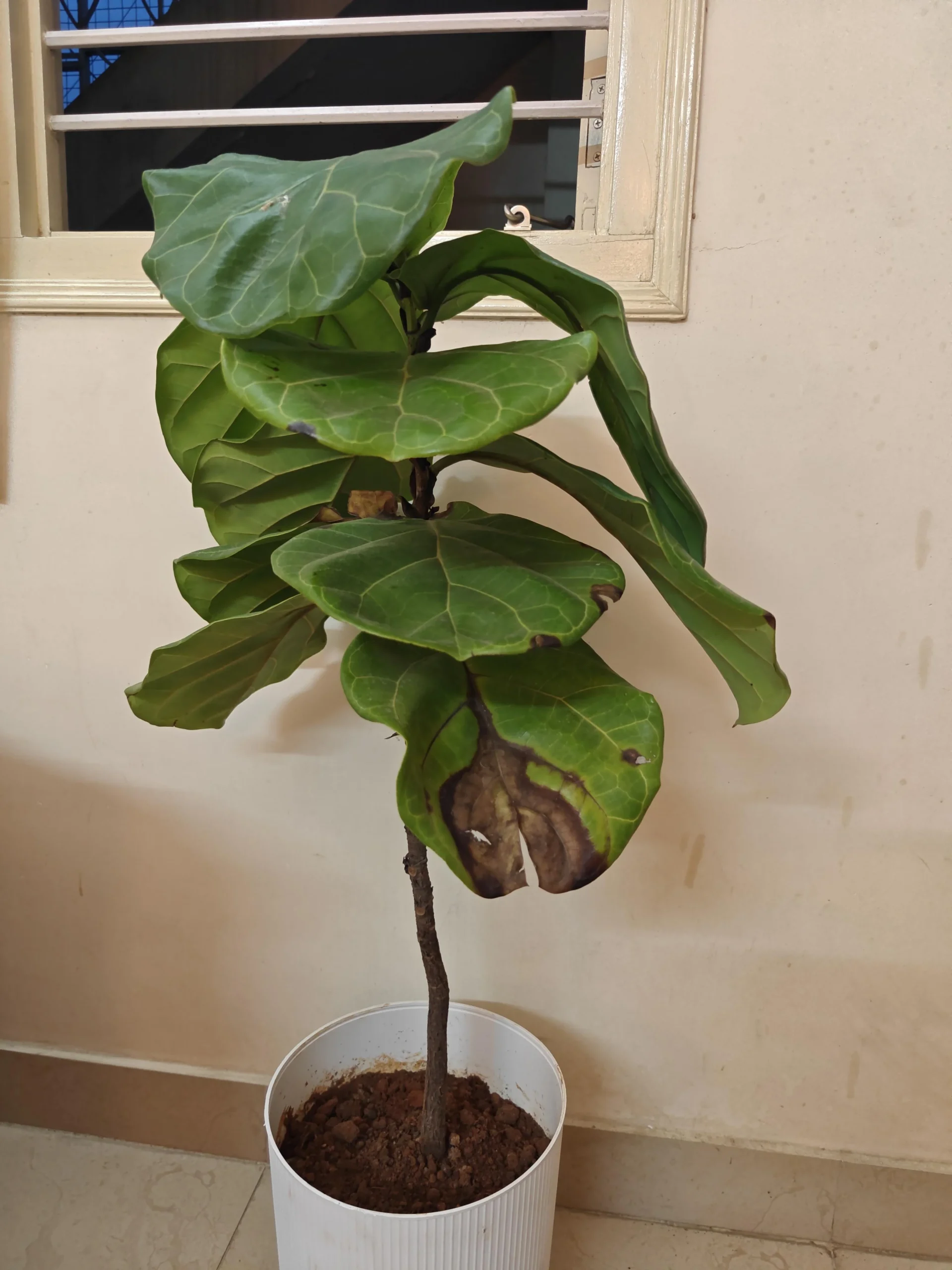Ficus lyrata perde le foglie dopo l'acquisto: leggere la sequenza della caduta e il test del lattice