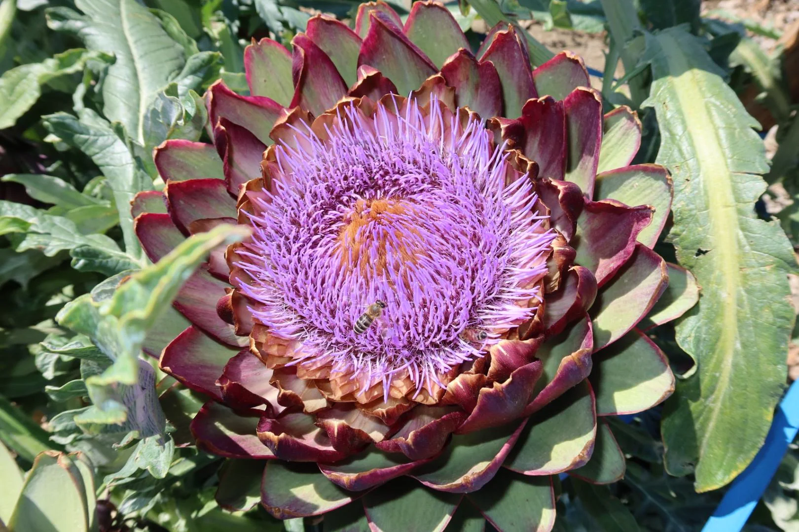 Fiore di carciofo: perché quei pistilli viola fanno rapprendere il latte come il caglio