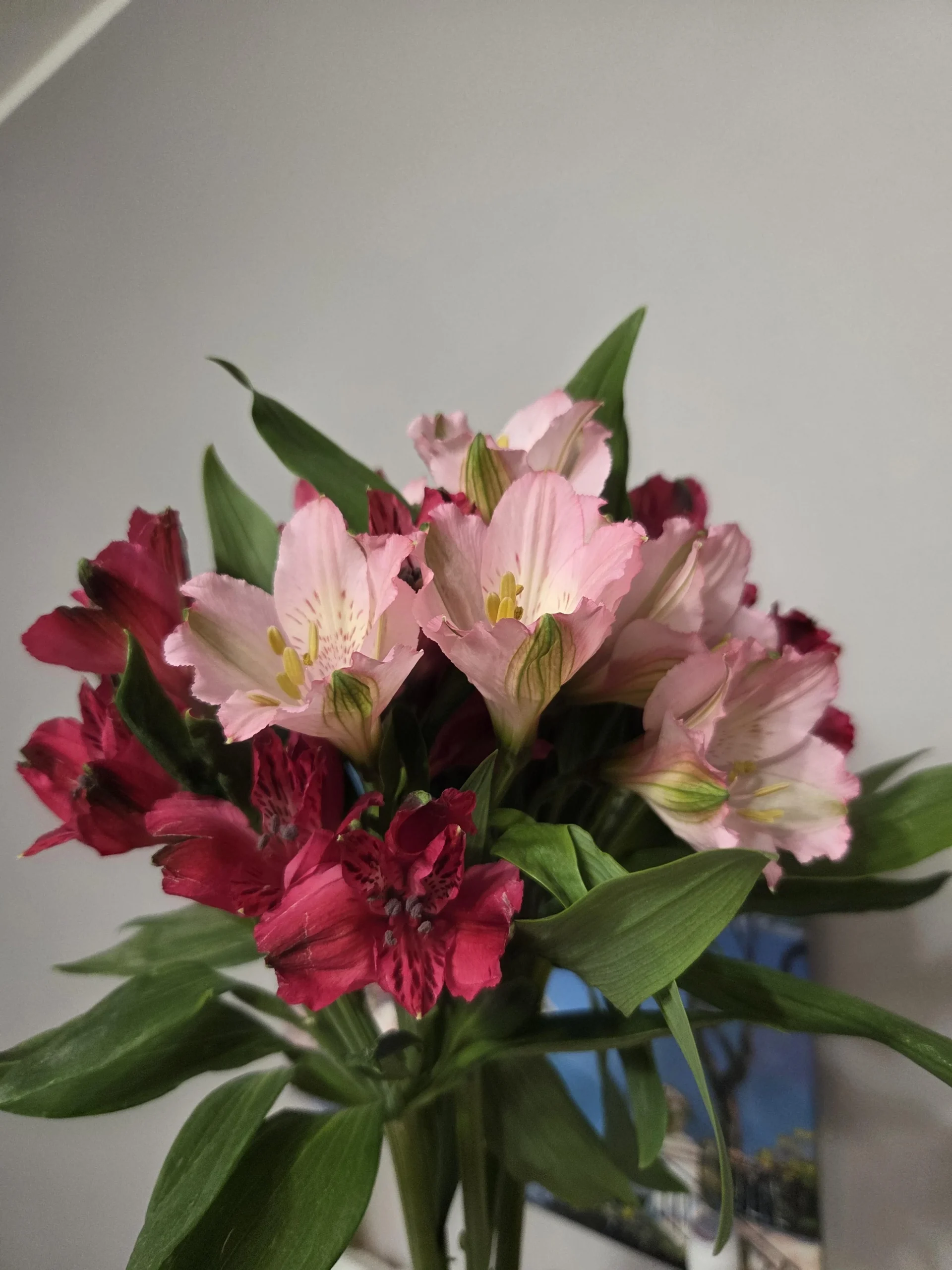 Fiori tossici per gatti: riconoscere un giglio vero nel mazzo in 60 secondi