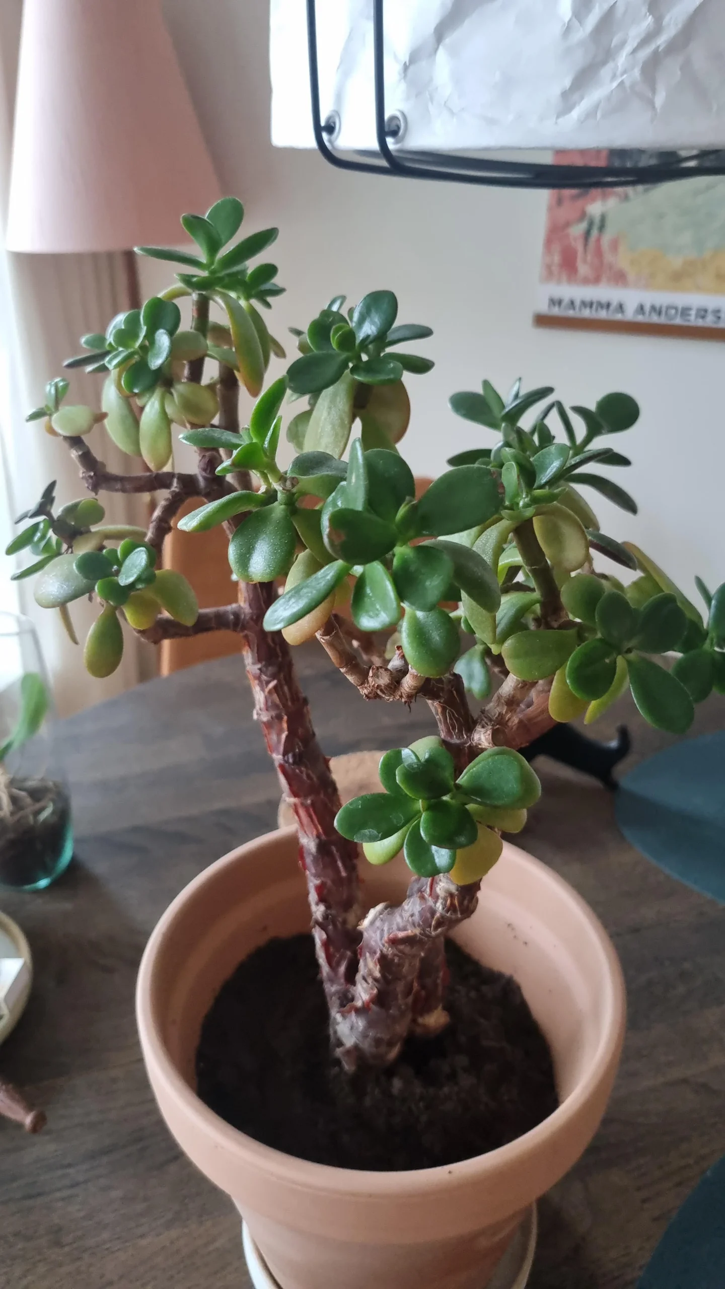 Fitotossicità da insetticida: come capire se hai avvelenato il tuo albero di giada e cosa fare subito