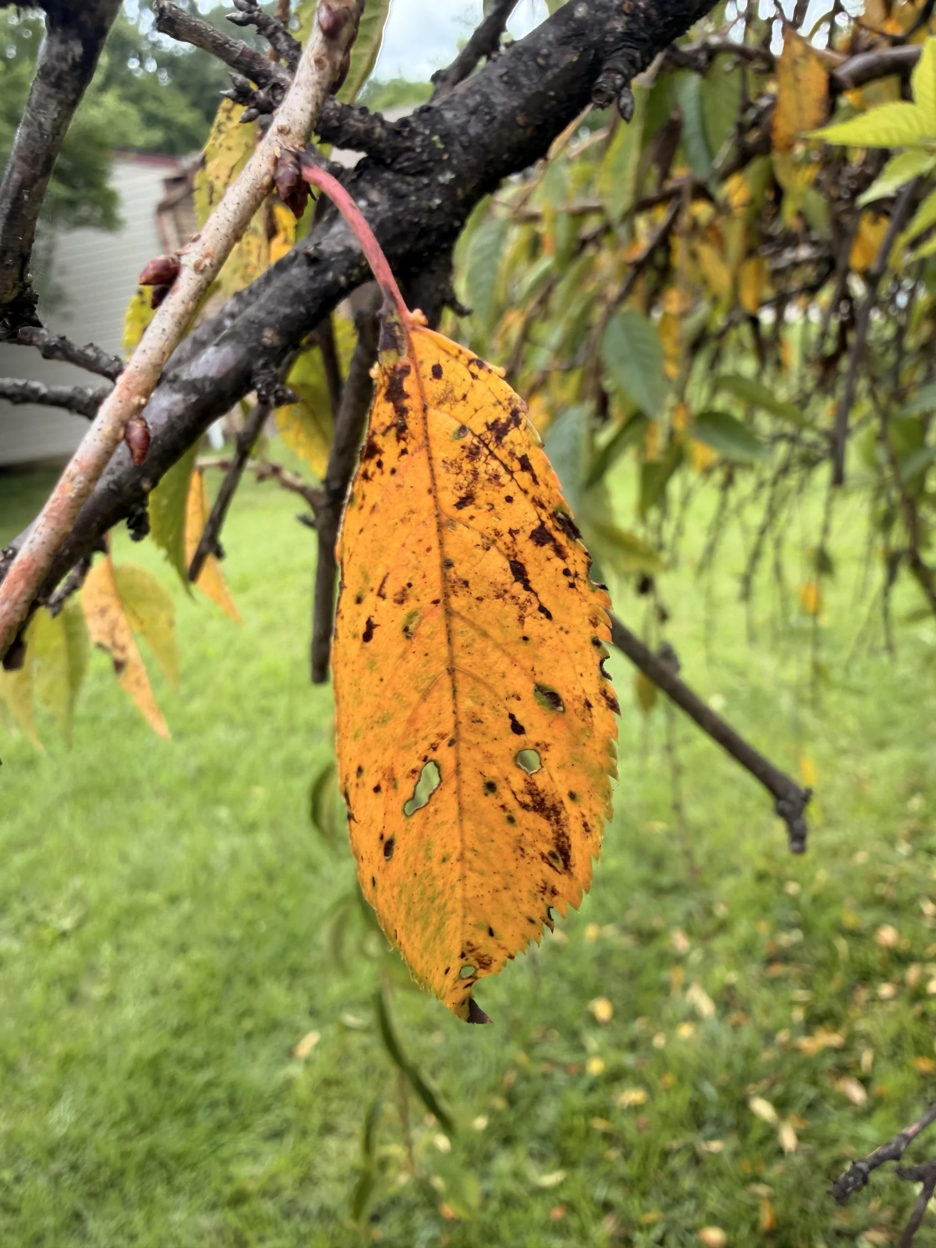 Foglie bucherellate del ciliegio da fiore: perché il rame in estate fa cadere tutto (e come capire se l albero è vivo)