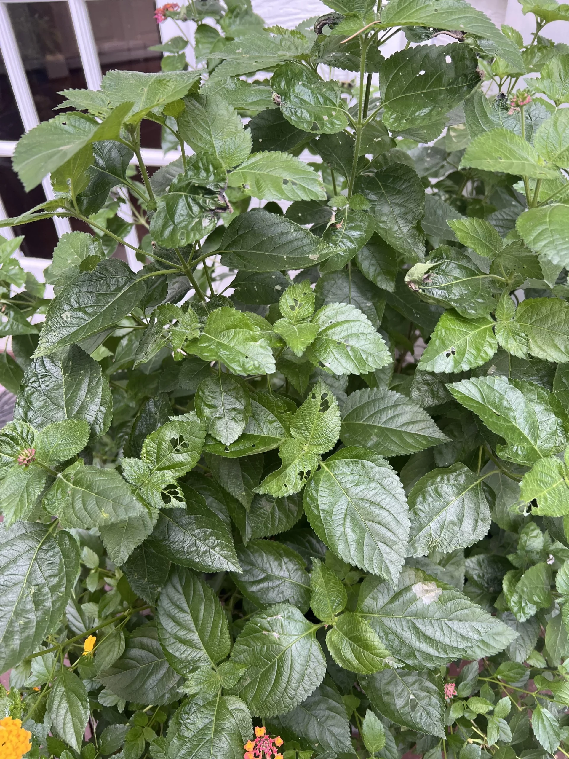 Foglie di lantana bucherellate: come scoprire chi le mangia di notte in 3 mosse