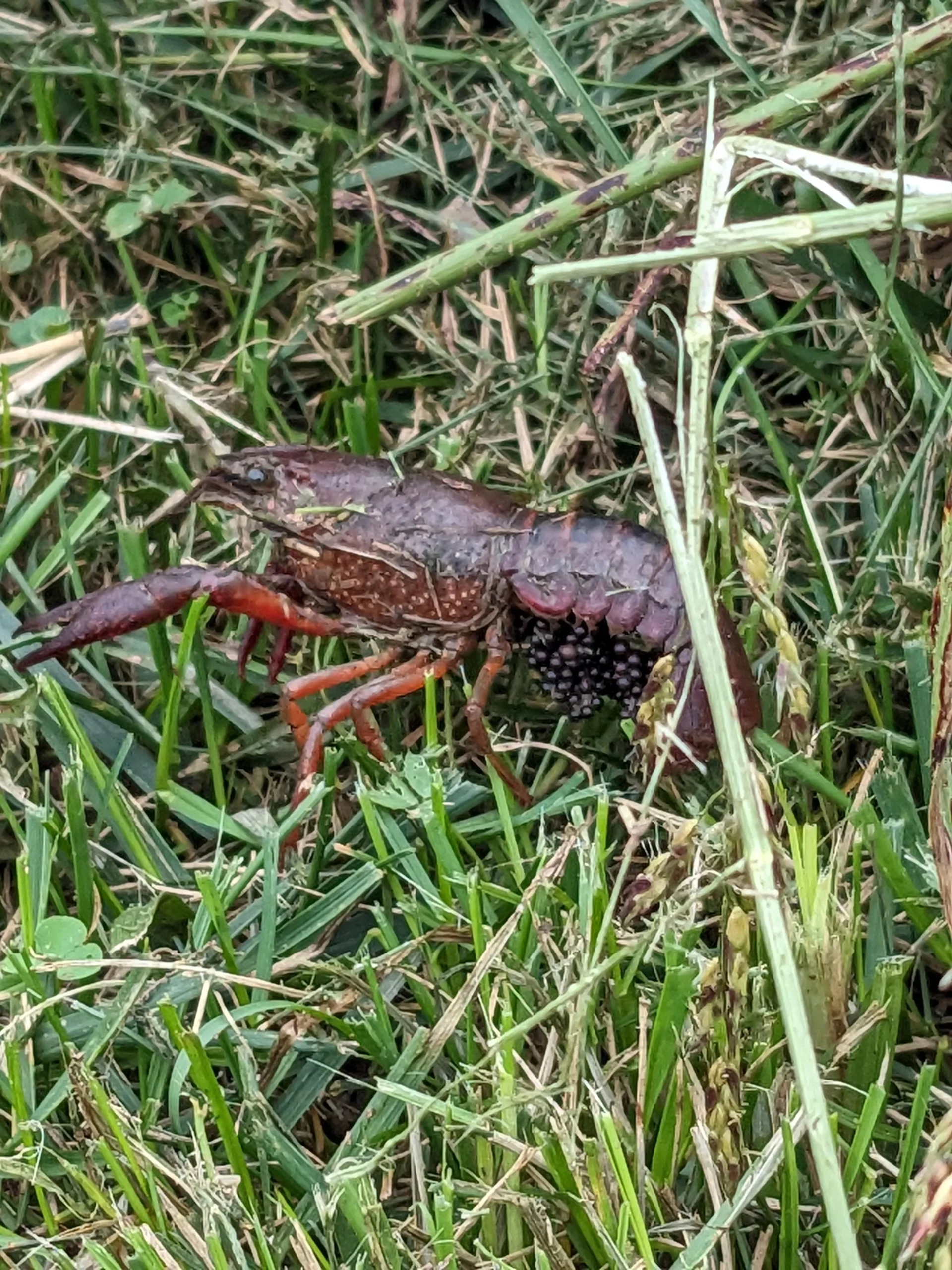 Gambero rosso della Louisiana nell'orto: le uova sotto la coda e il test dei 20 secondi