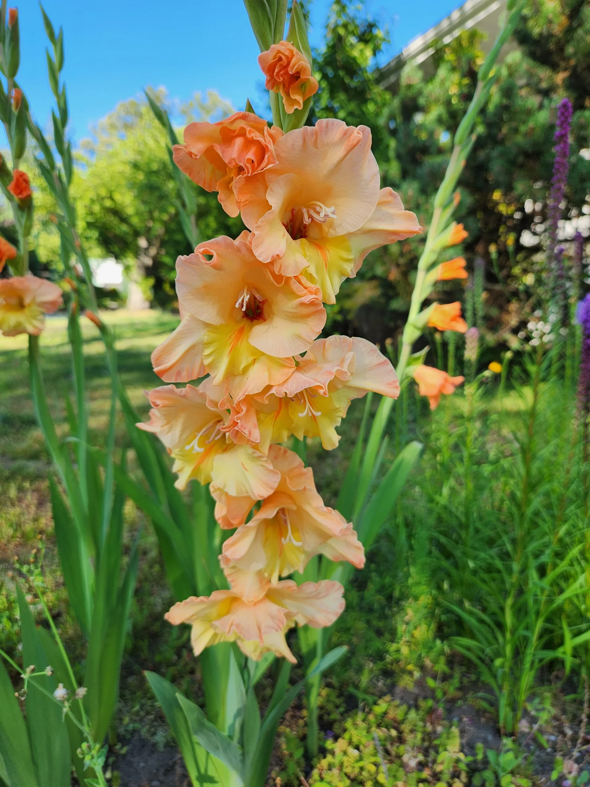 Gladioli dopo la fioritura: il cormo che estrai a ottobre ti dice già se fiorirà l'anno prossimo