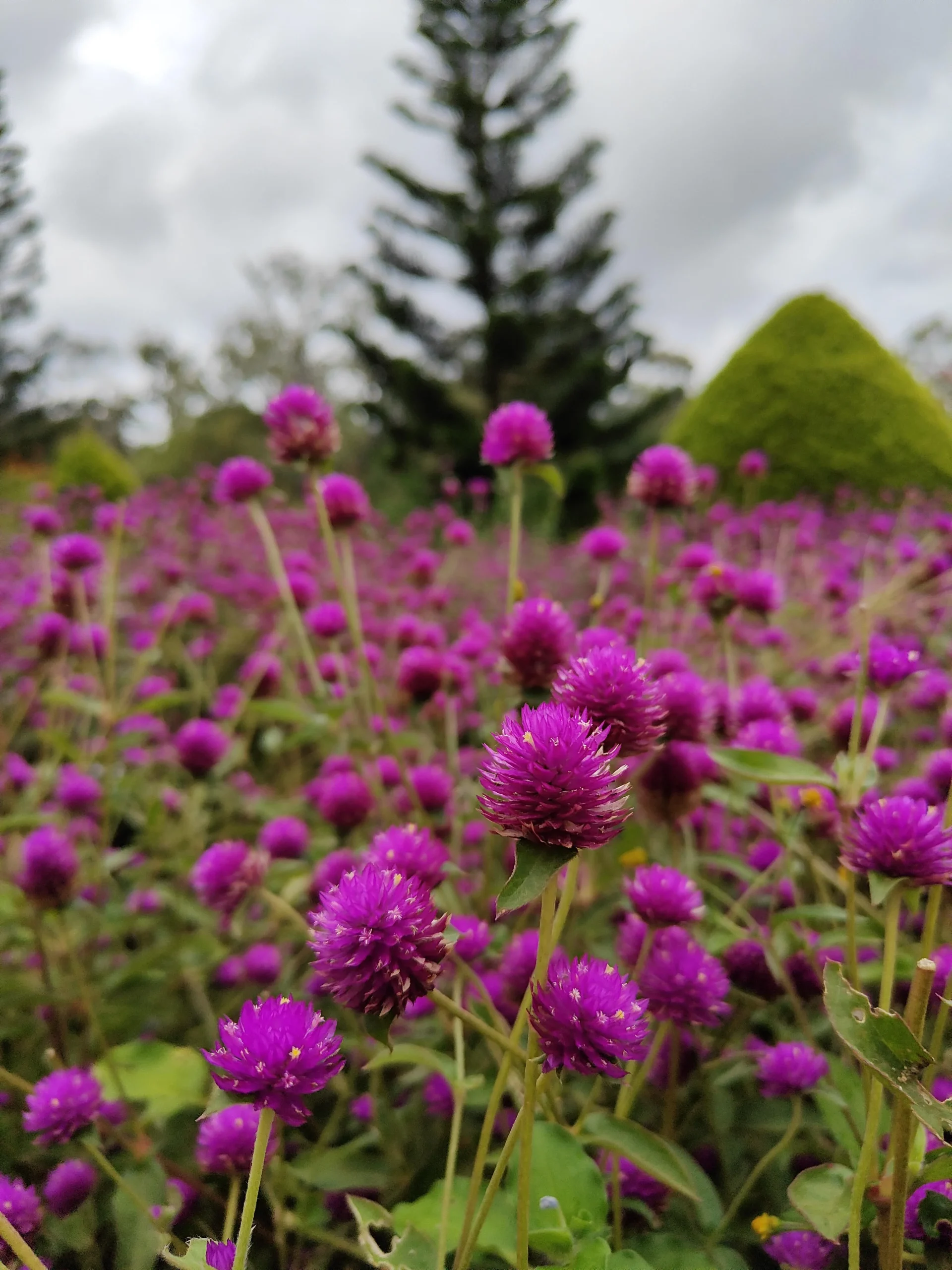 Gomphrena globosa, il fiore che accelera a 35 gradi: guida alla coltivazione in vaso