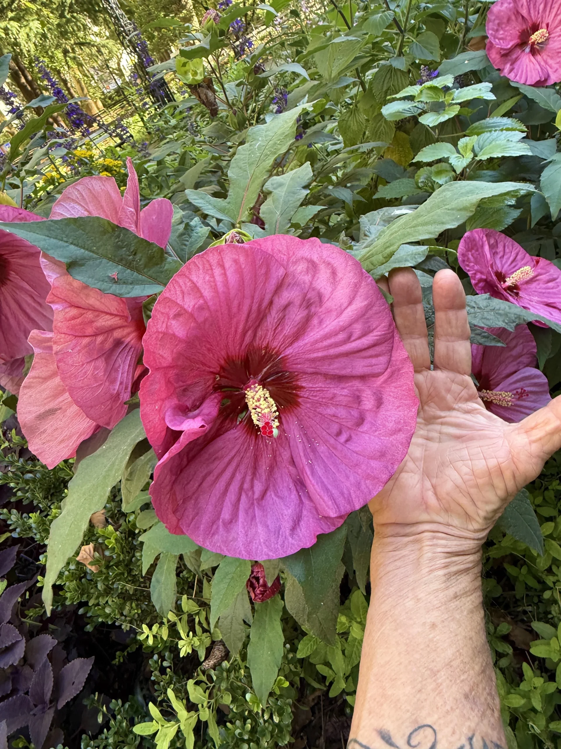 Hibiscus moscheutos, l'ibisco con fiori da 25 cm: i 3 test per riconoscerlo e perché ad aprile sembra secco