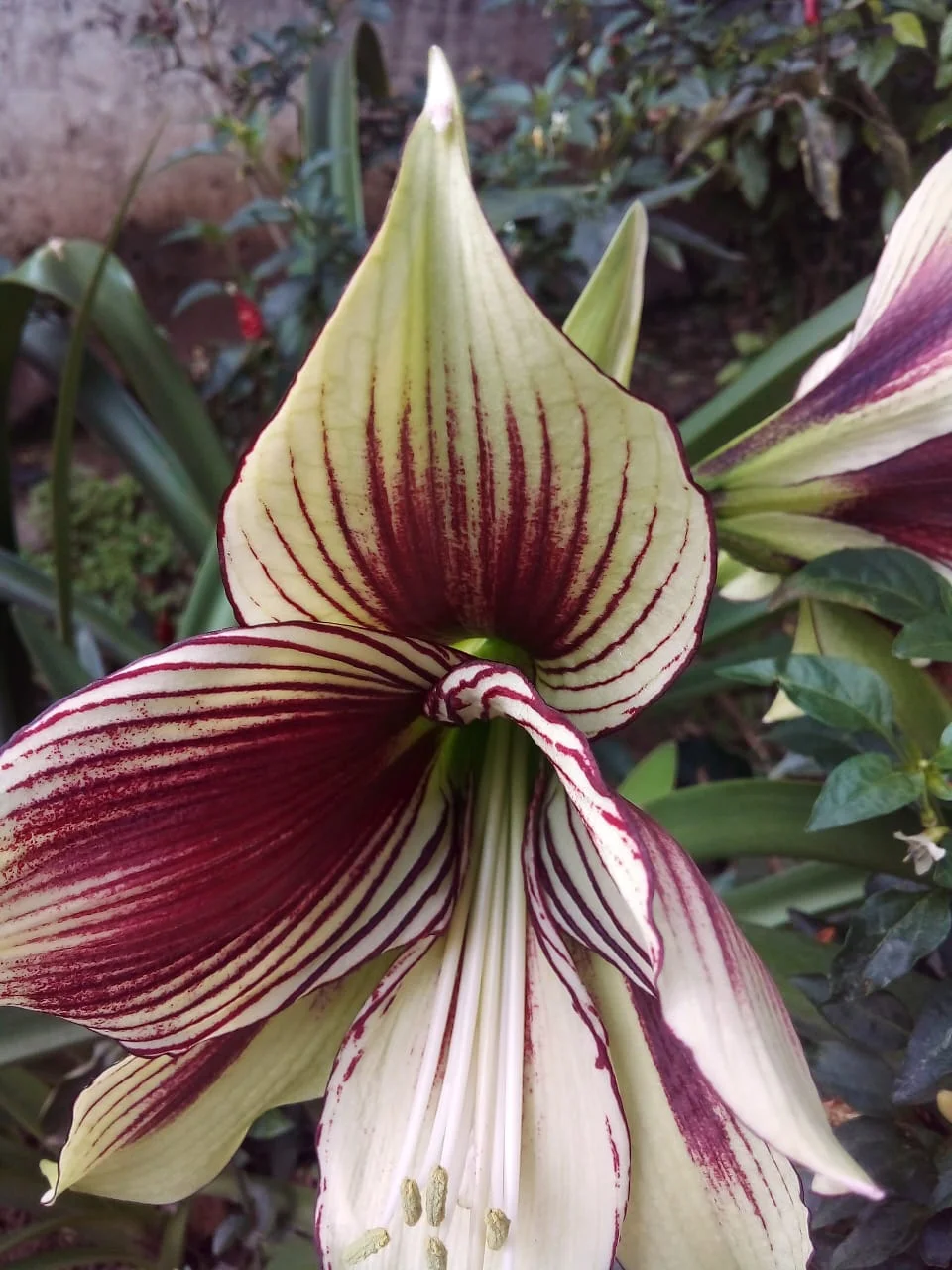 Hippeastrum papilio: l'amarillide farfalla che in autunno non va mai messa al buio