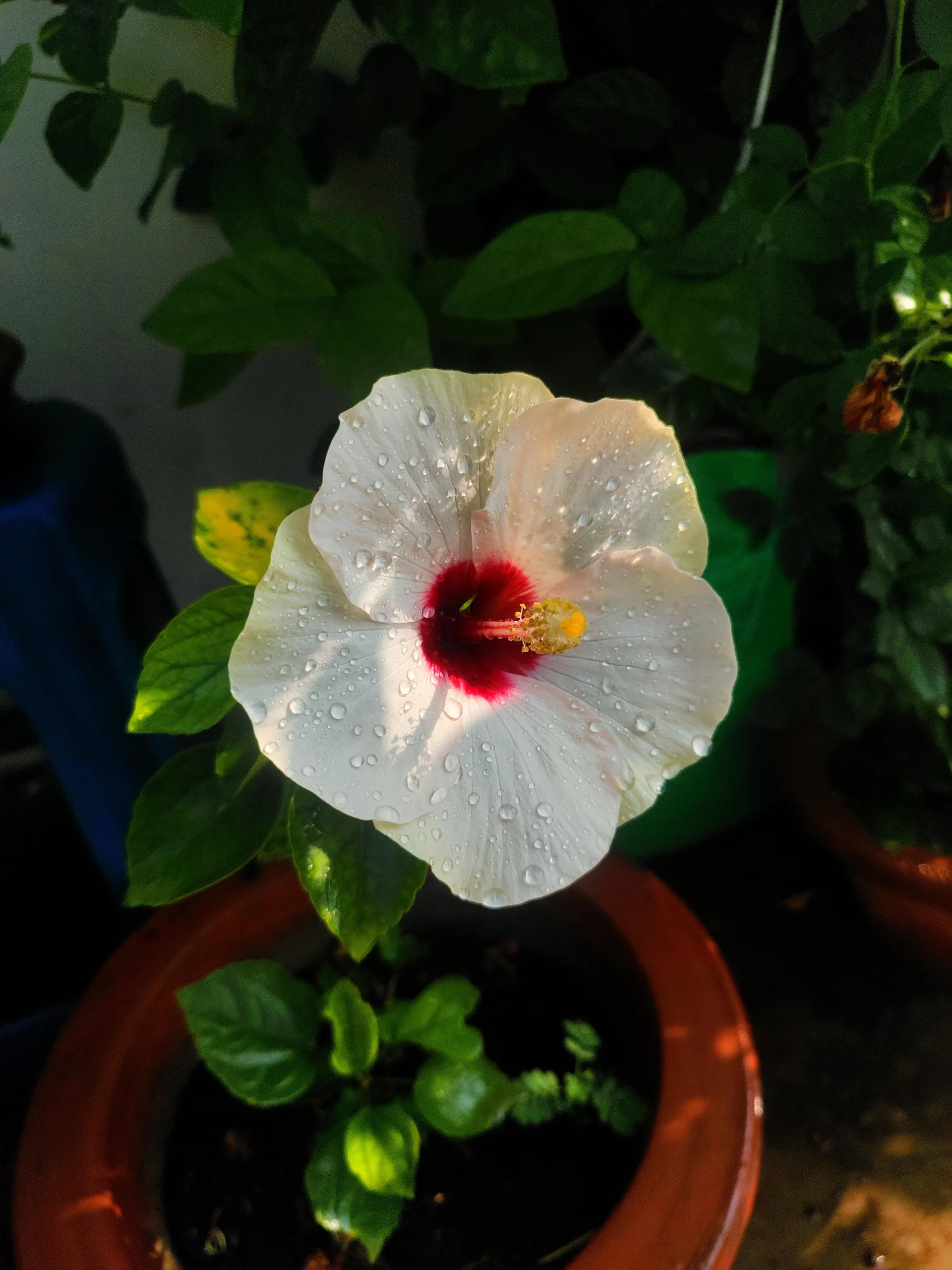 Ibisco cambia colore: perché ogni fiore ha una sfumatura diversa e come pilotarla
