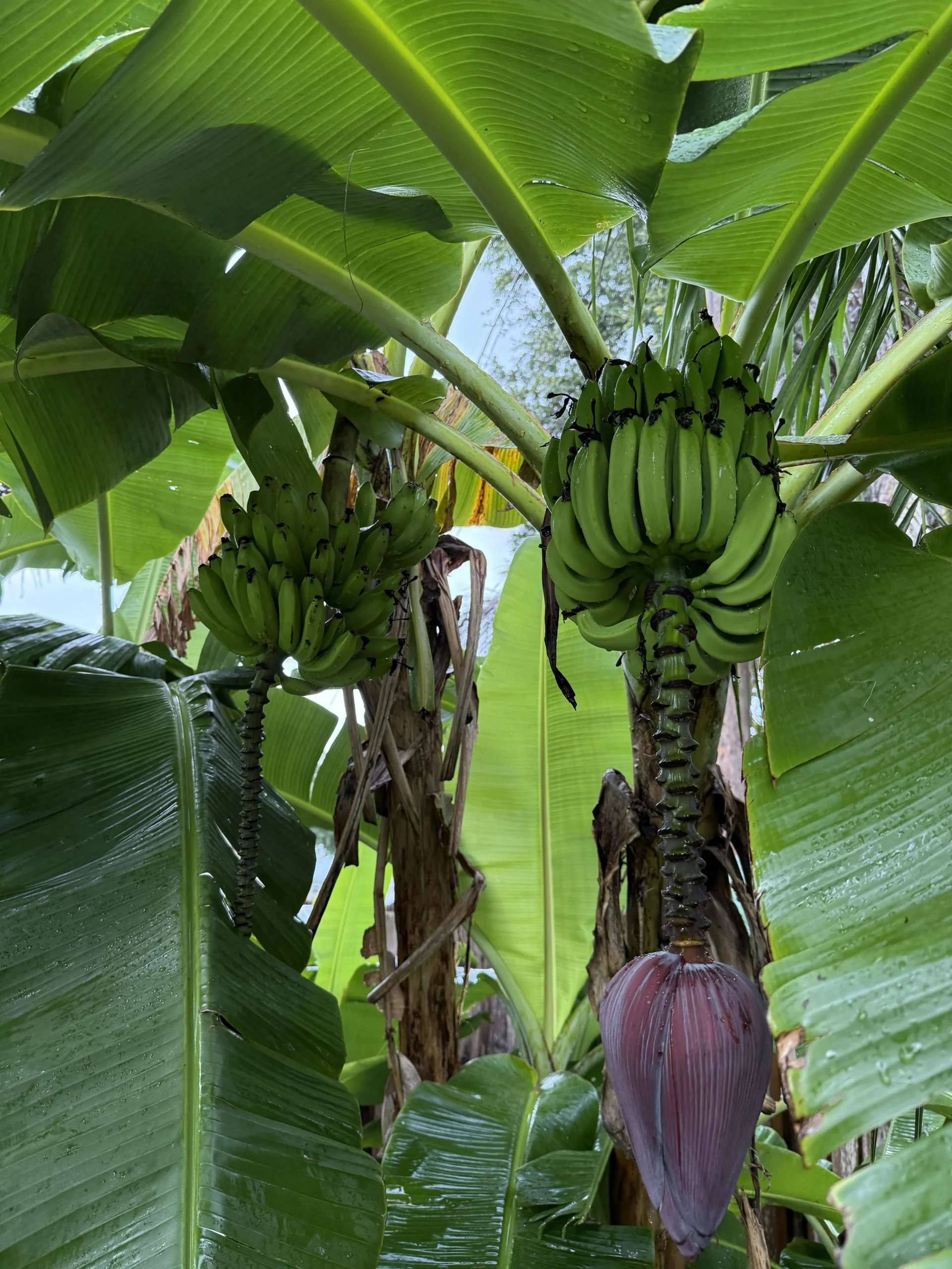 Il banano ha fatto le banane in giardino: si mangiano? Come leggere il casco in 5 minuti