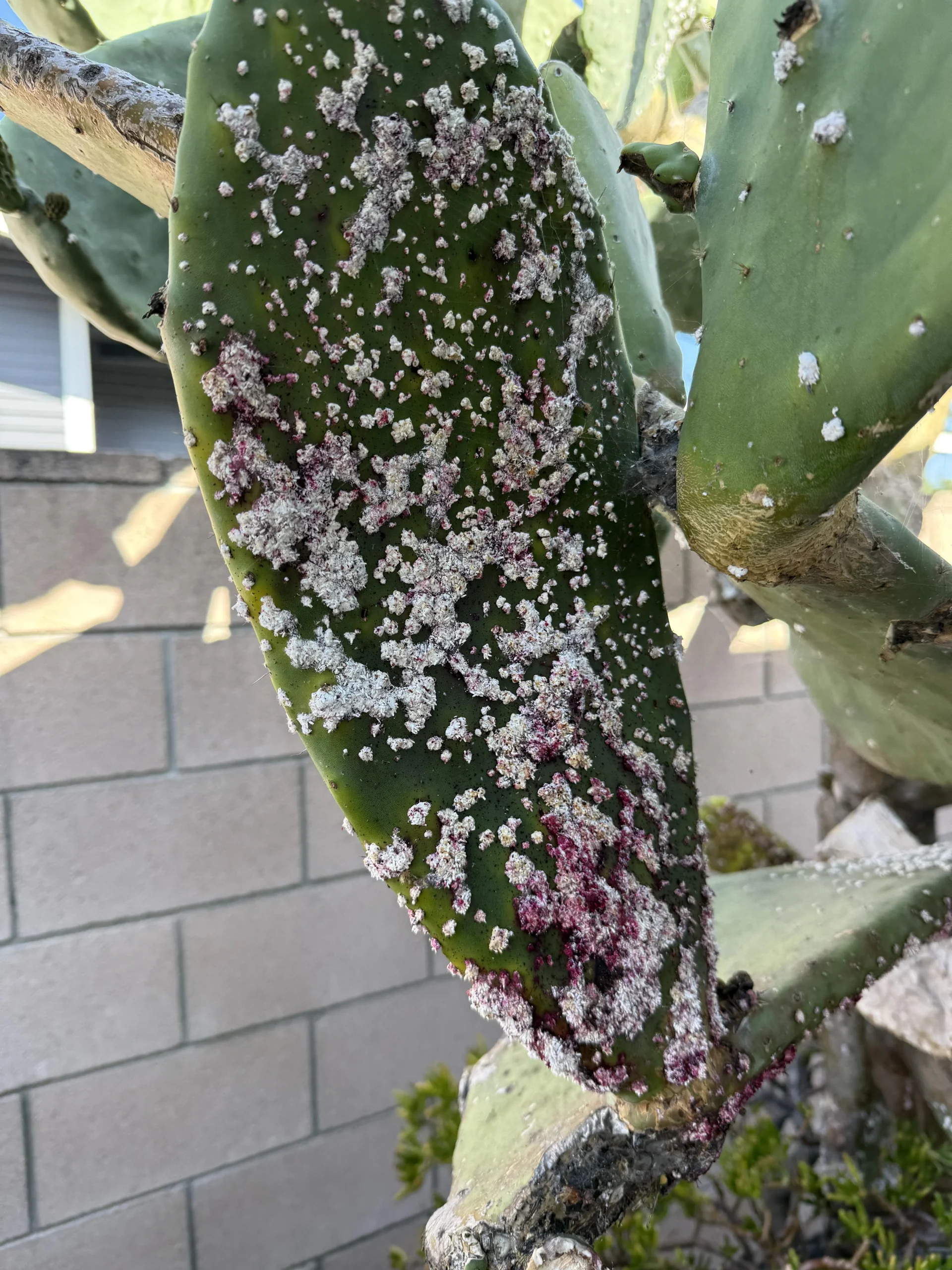 Il cactus diventa viola? Non sta morendo: sta mettendo la crema solare