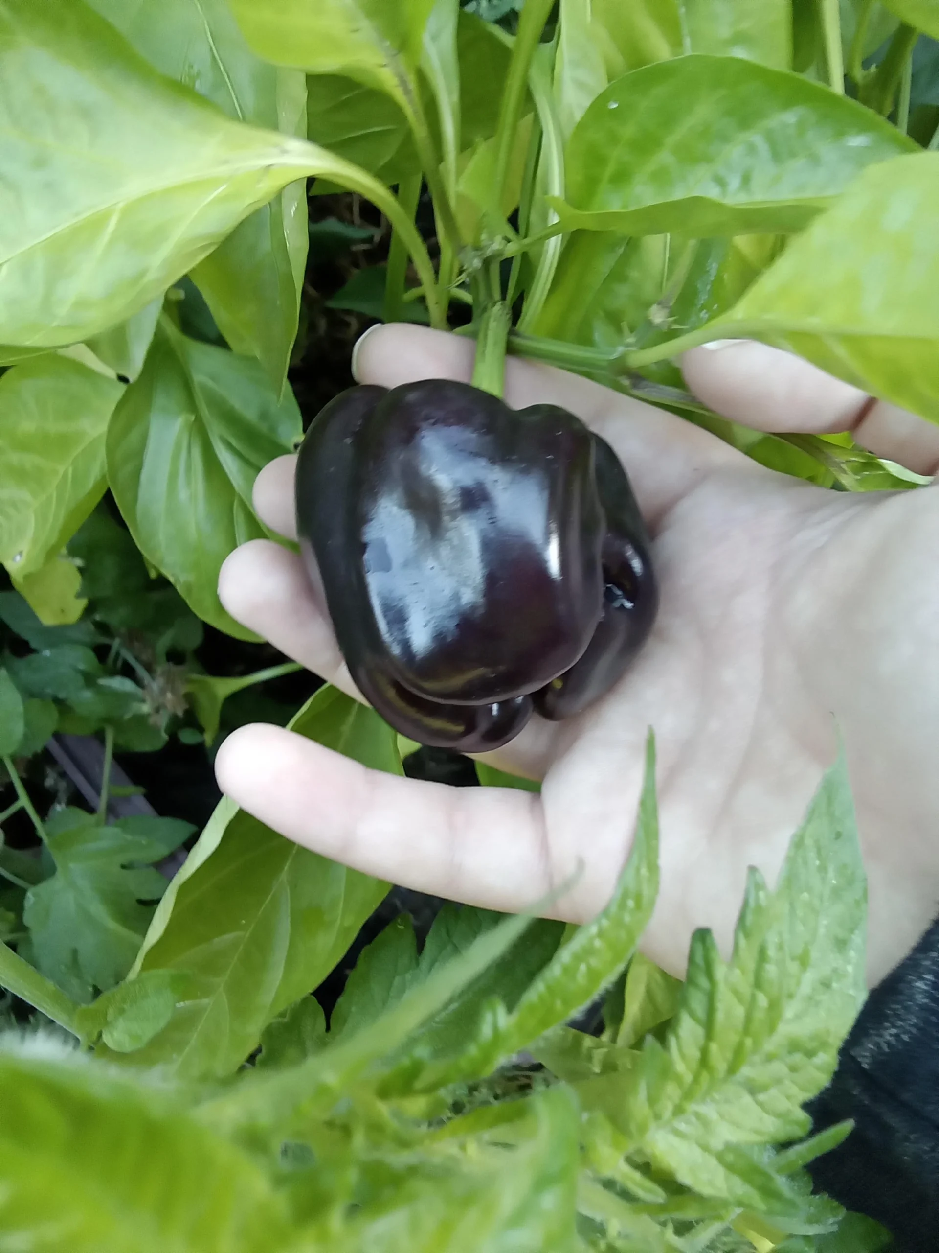 Il peperone verde diventa viola sulla pianta: non è marciume, è abbronzatura