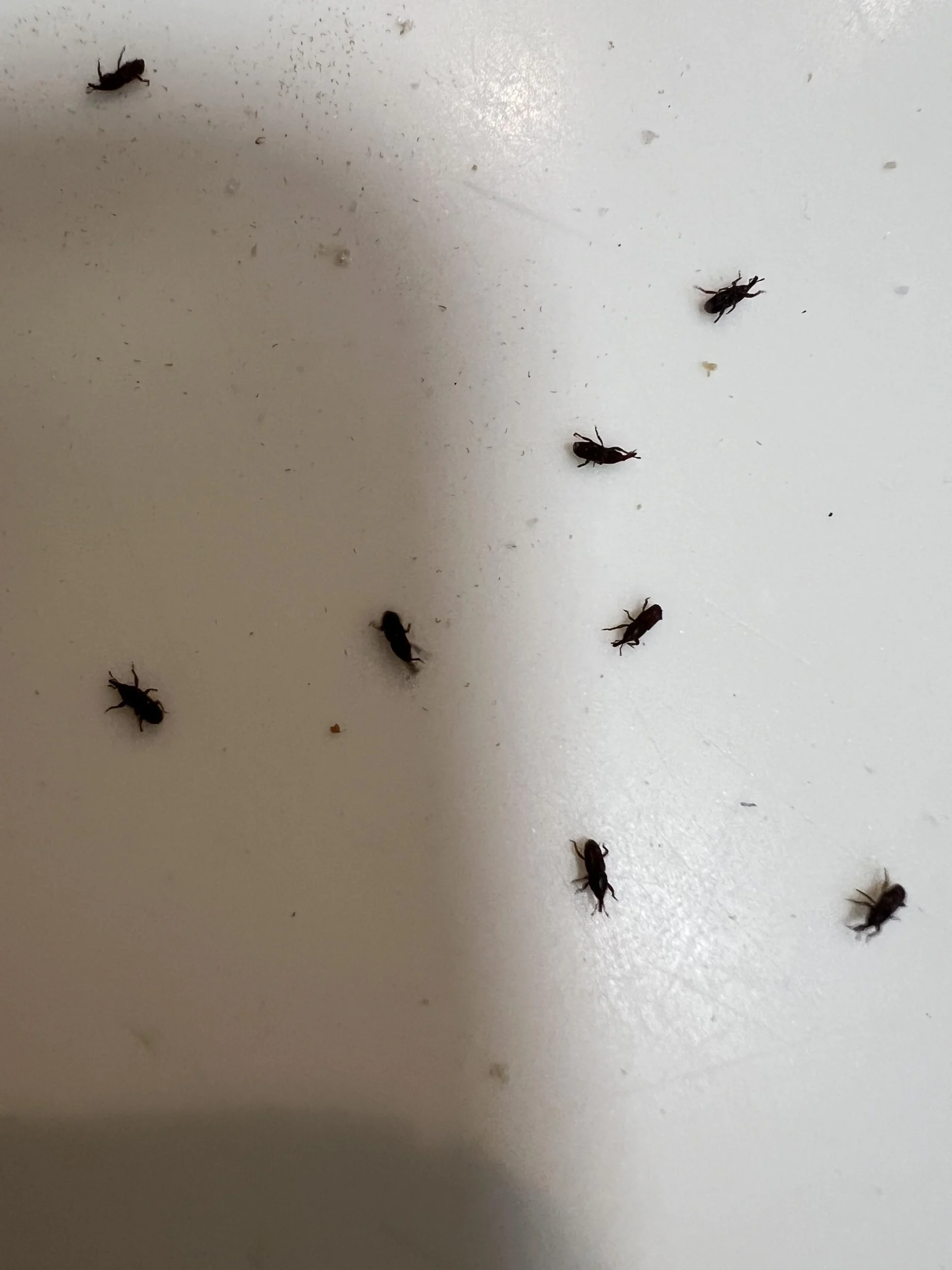 Insetti nella pasta: come capire se sono arrivati con la scatola o vivono già in dispensa