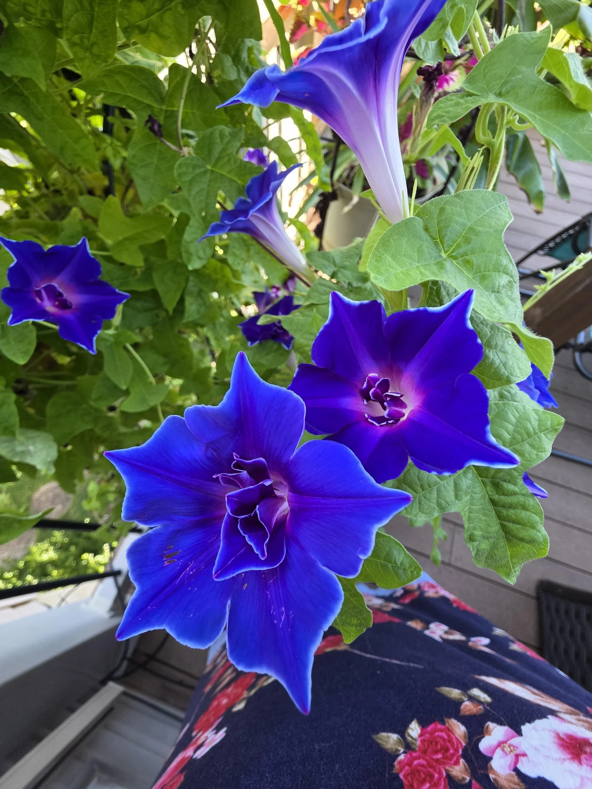 Ipomea con petali in più: il segreto genetico dei fiori doppi e cosa aspettarsi dai semi