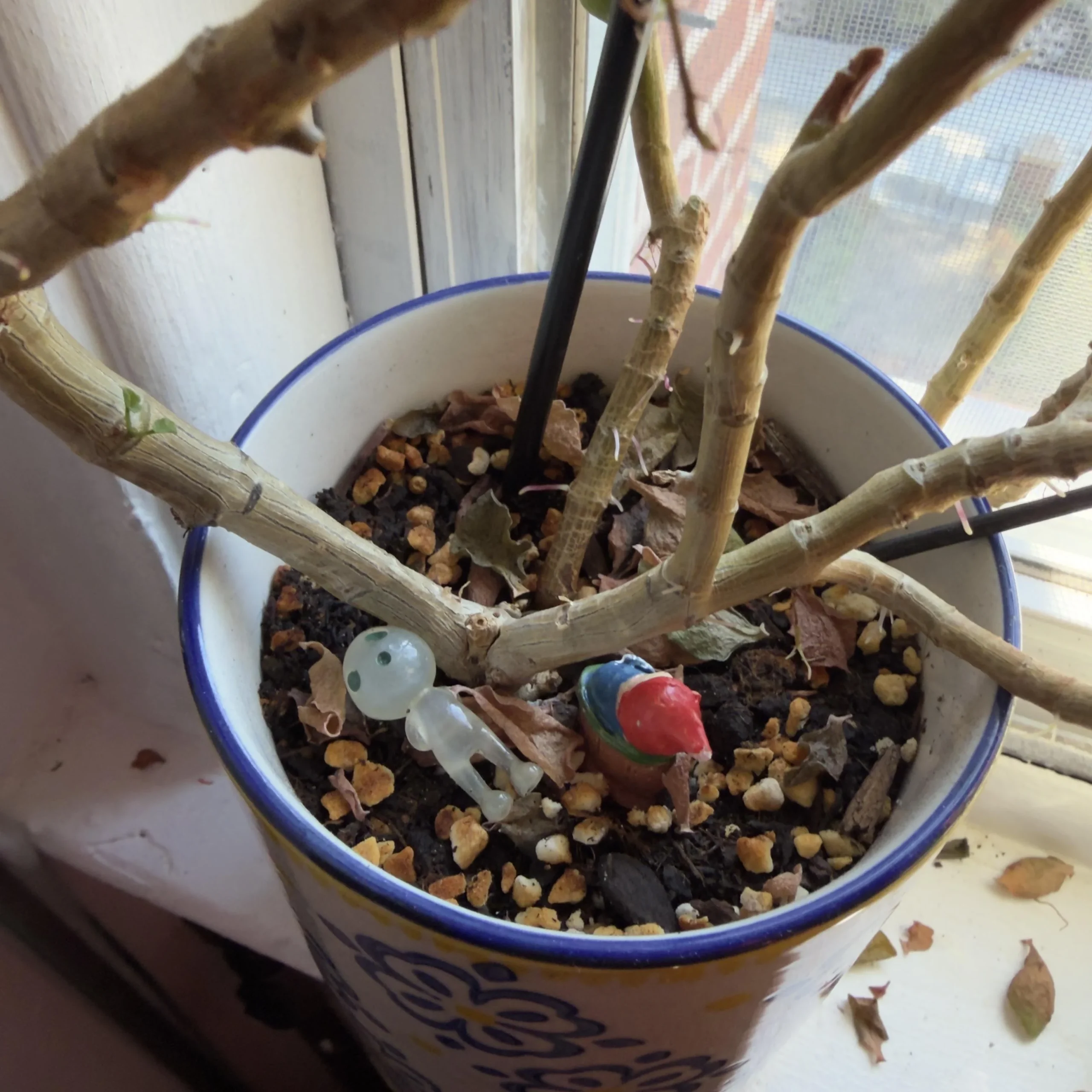 Kalanchoe che perde le foglie e non rifiorisce: come leggere i sintomi e riaccendere i boccioli