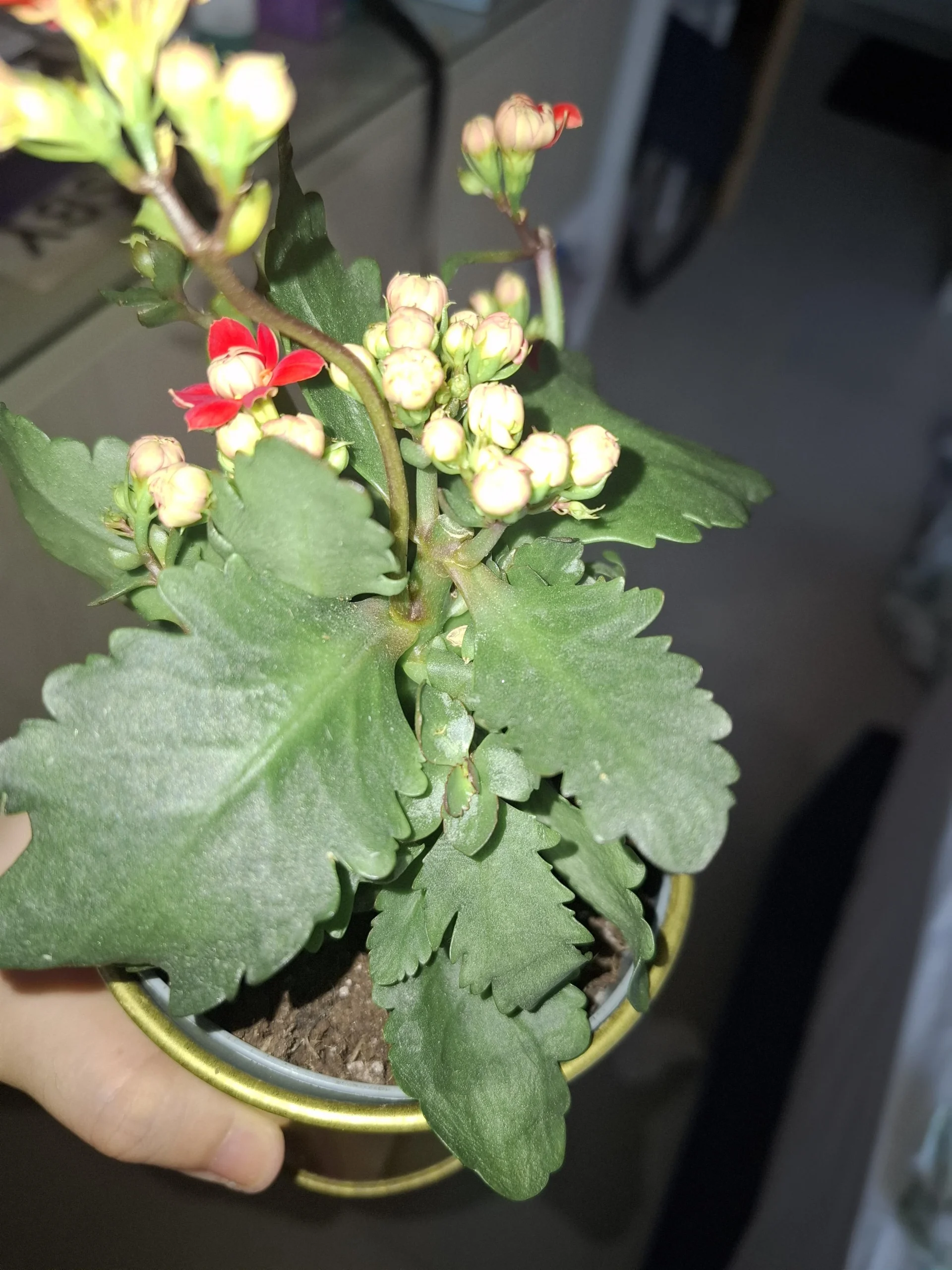 Kalanchoe con foglie molli ma piena di fiori: come capire se ha sete o sta marcendo