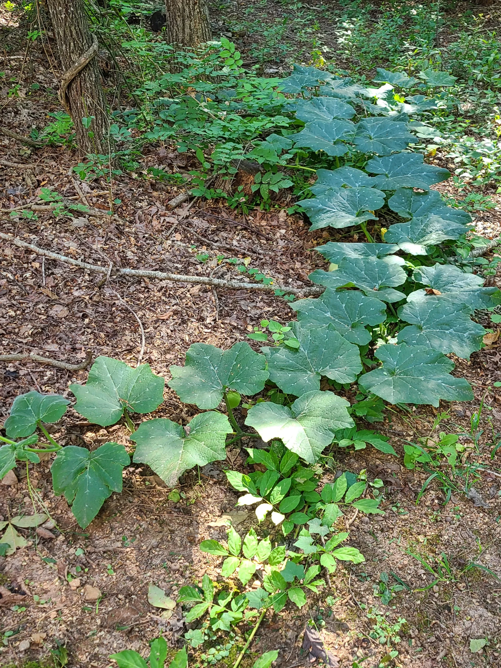 La zucca fa fiori ma non frutti? Il vero colpevole non sono le api, è l'orologio