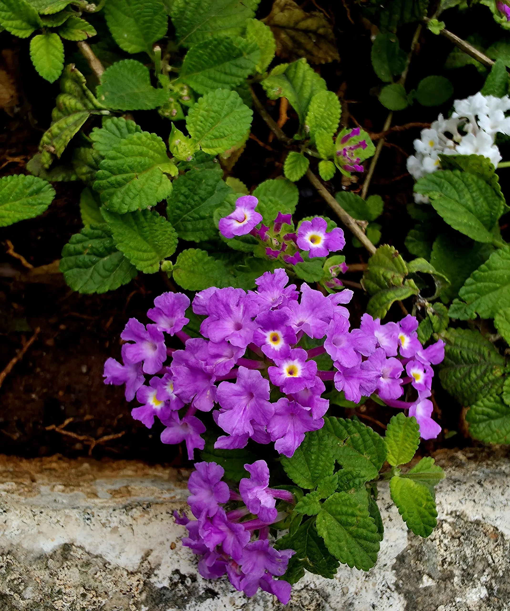 Lantana strisciante viola: impara a leggere il semaforo dei fiorellini e falla cascare dal vaso fino a ottobre