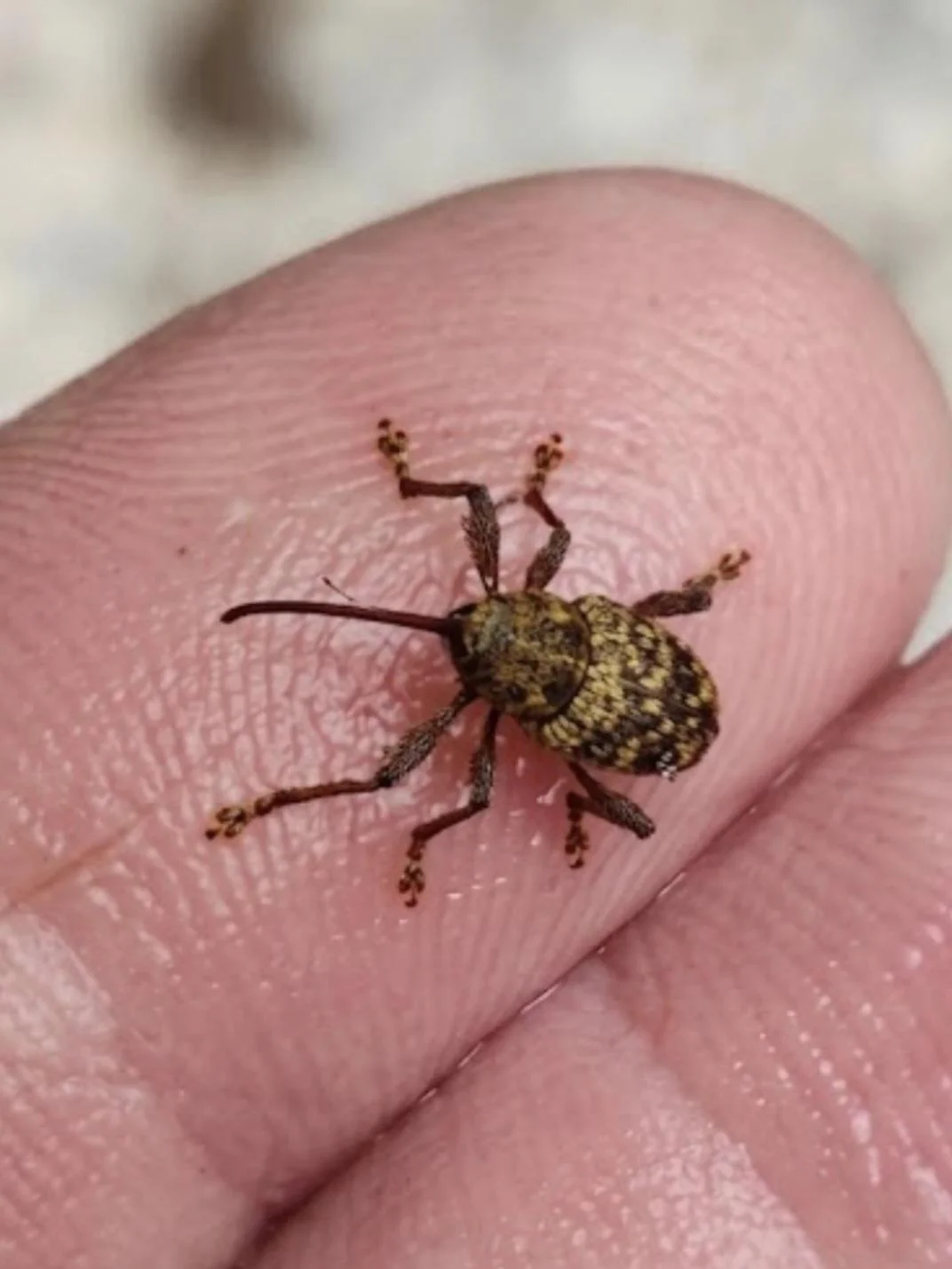 Larva coda di topo nel sottovaso: cos'è quel verme con la coda lunghissima e perché non va ucciso