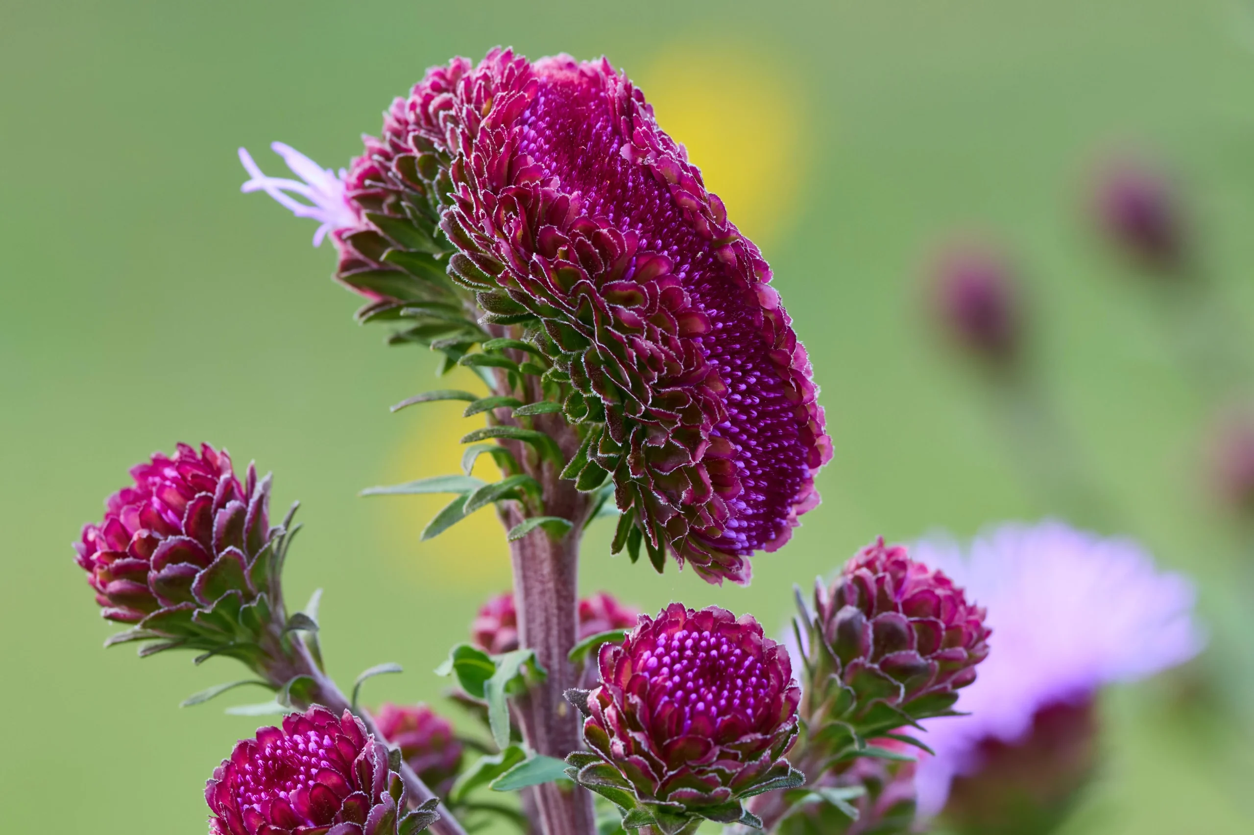Liatris, la spiga che fiorisce al contrario: come leggerla per taglio, semi e vaso