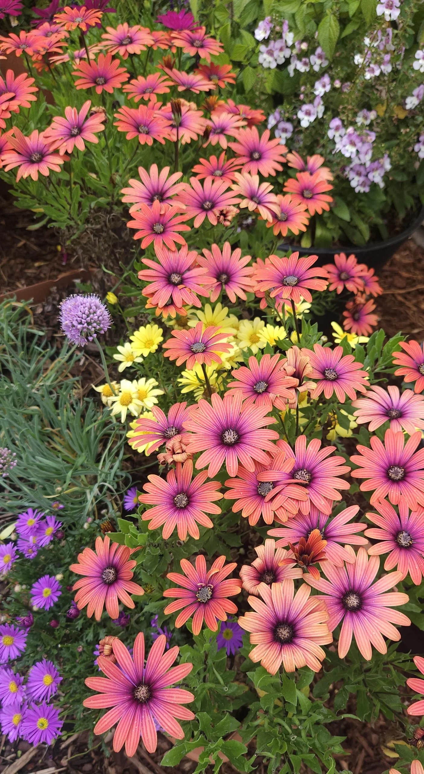 L'osteospermum non fiorisce a luglio? Non è morto: sta solo aspettando le notti fresche