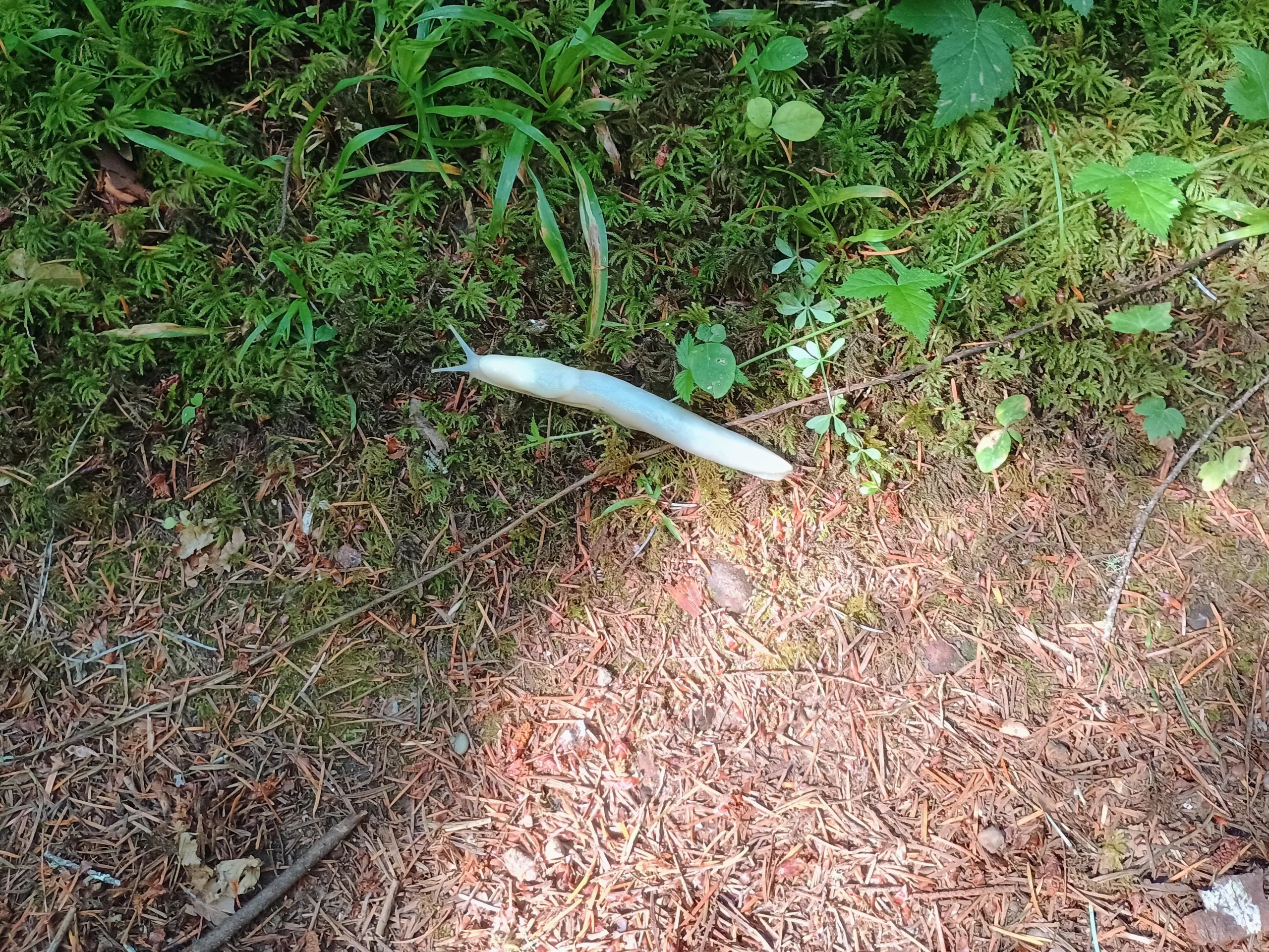 Lumacone leopardo (Limax maximus): il gigante del giardino che non va ucciso