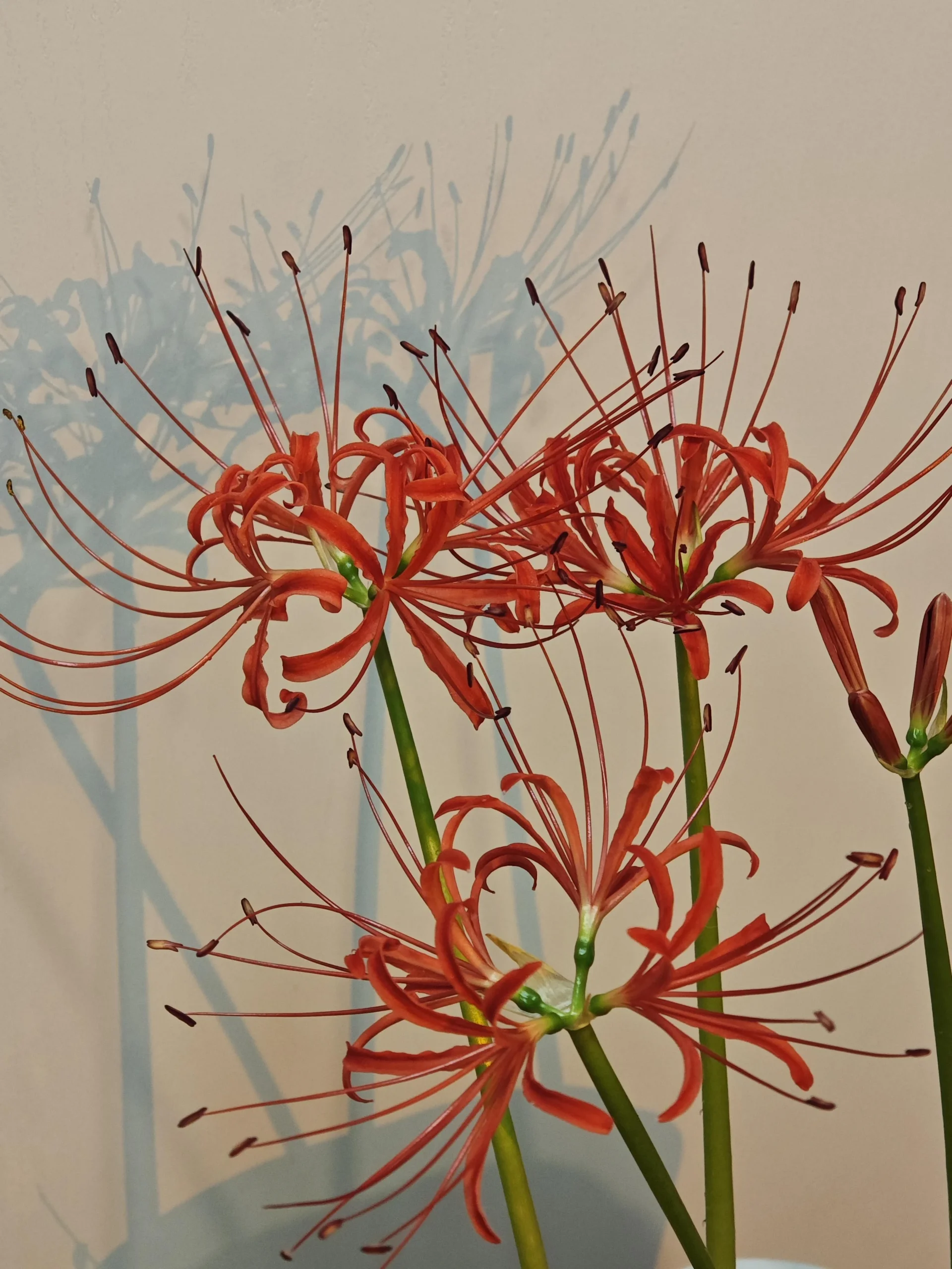 Lycoris radiata, il bulbo che fiorisce nudo in 5 giorni dopo la prima pioggia di fine estate