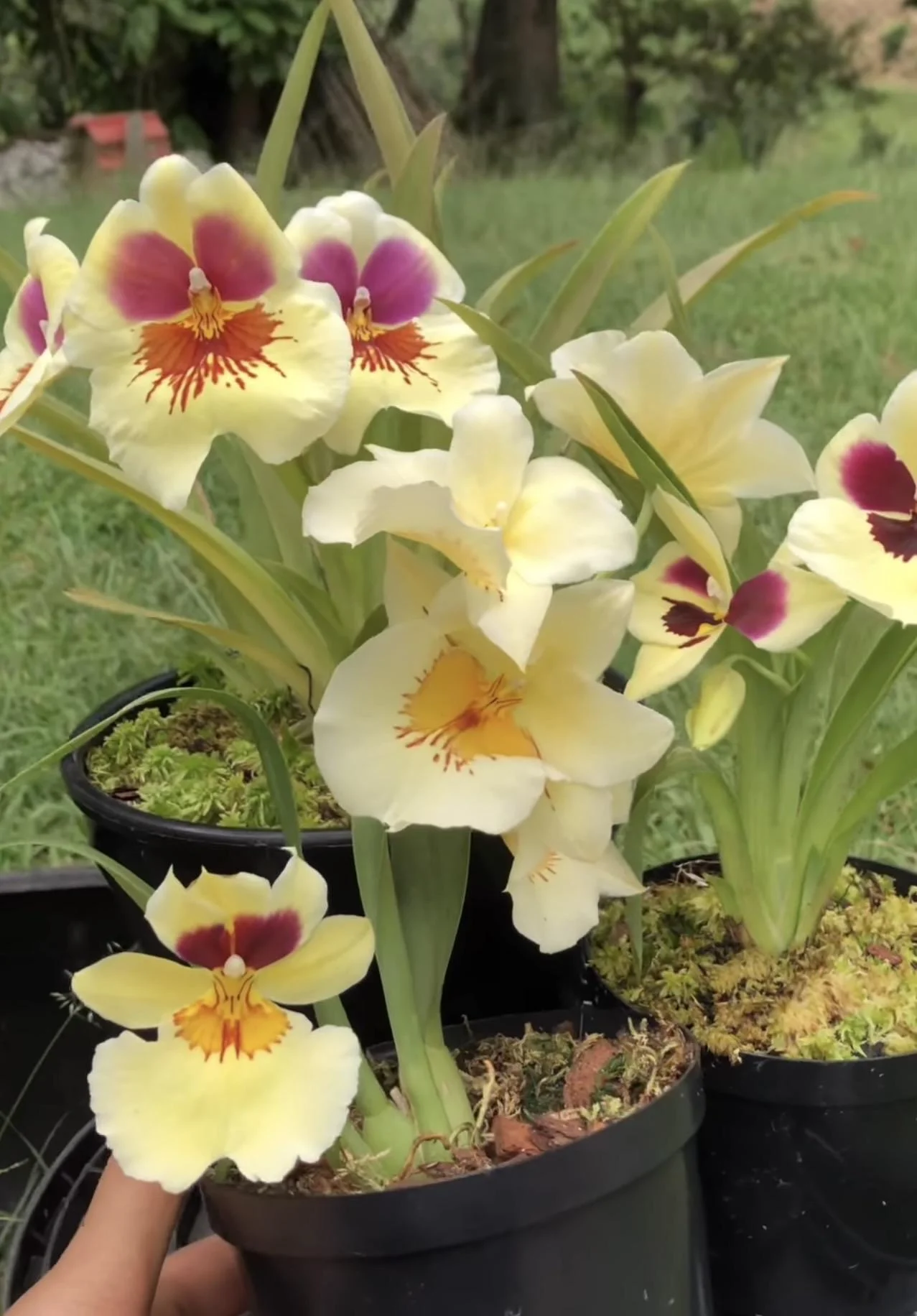Miltonia con le foglie a fisarmonica: cosa ti sta raccontando davvero la tua orchidea