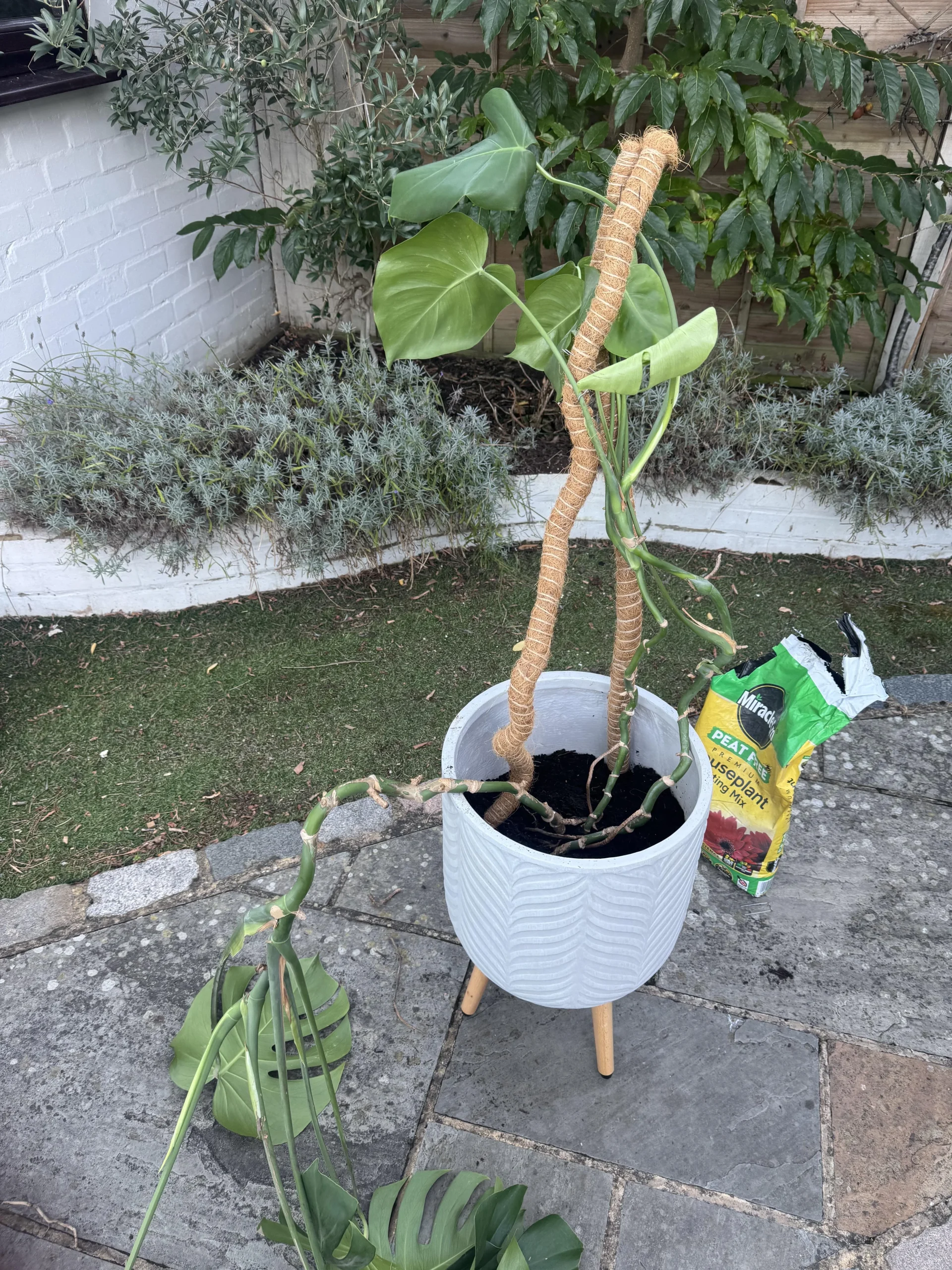 Monstera che si piega: perché il palo di muschio non regge e come rimetterla in asse