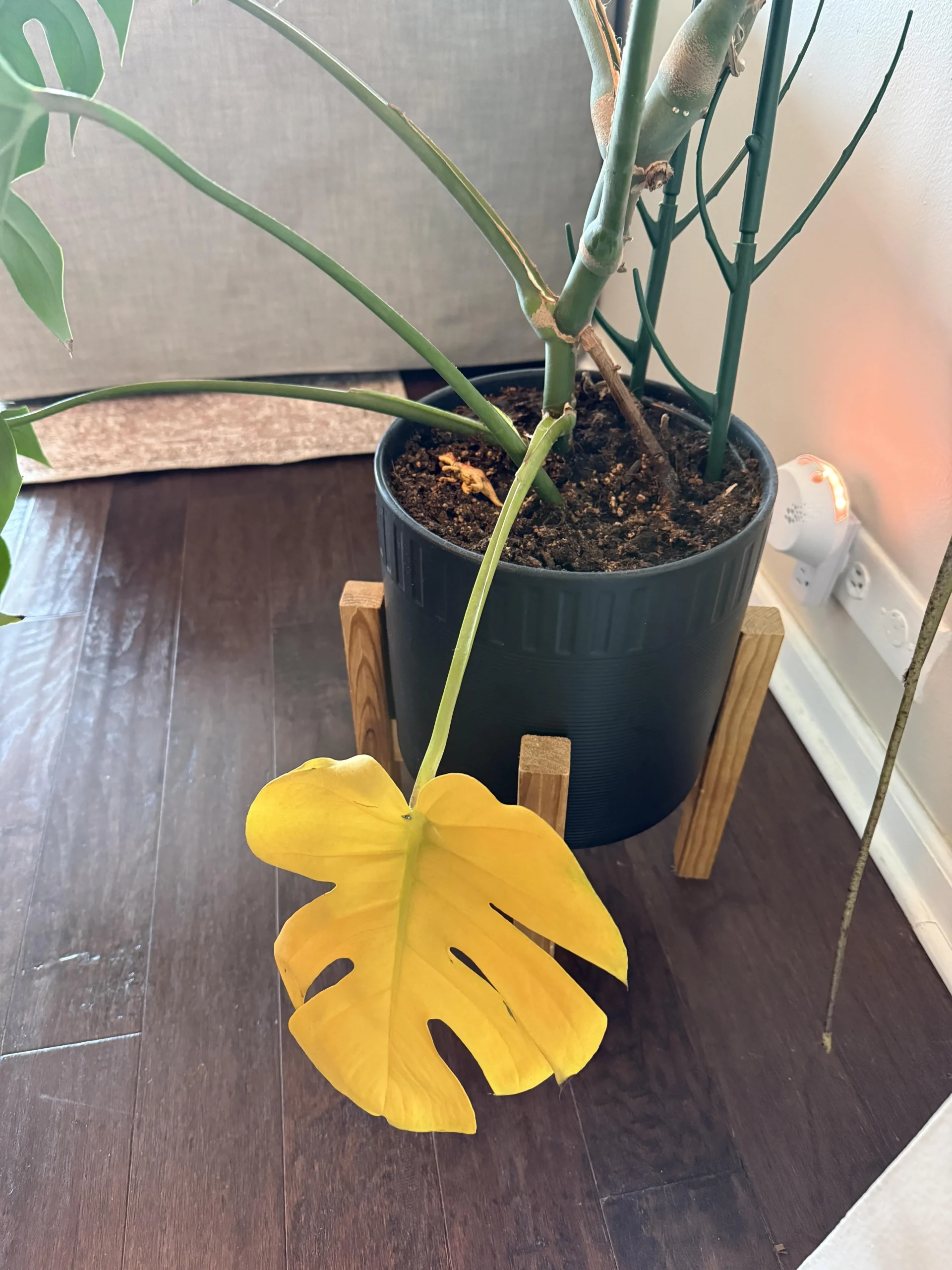 Monstera con una foglia gialla: come capire in 3 mosse se è normale o se è un guaio