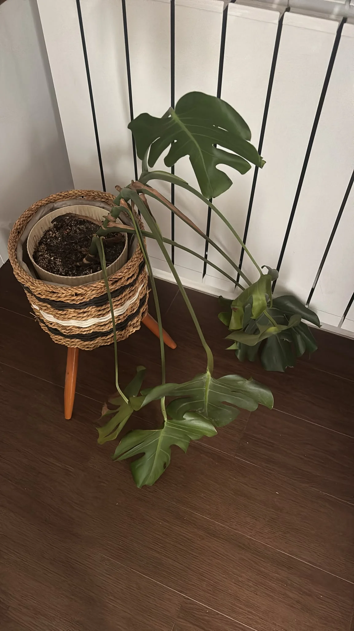 Monstera danni da freddo: i segni che compaiono dopo giorni e cosa tagliare davvero