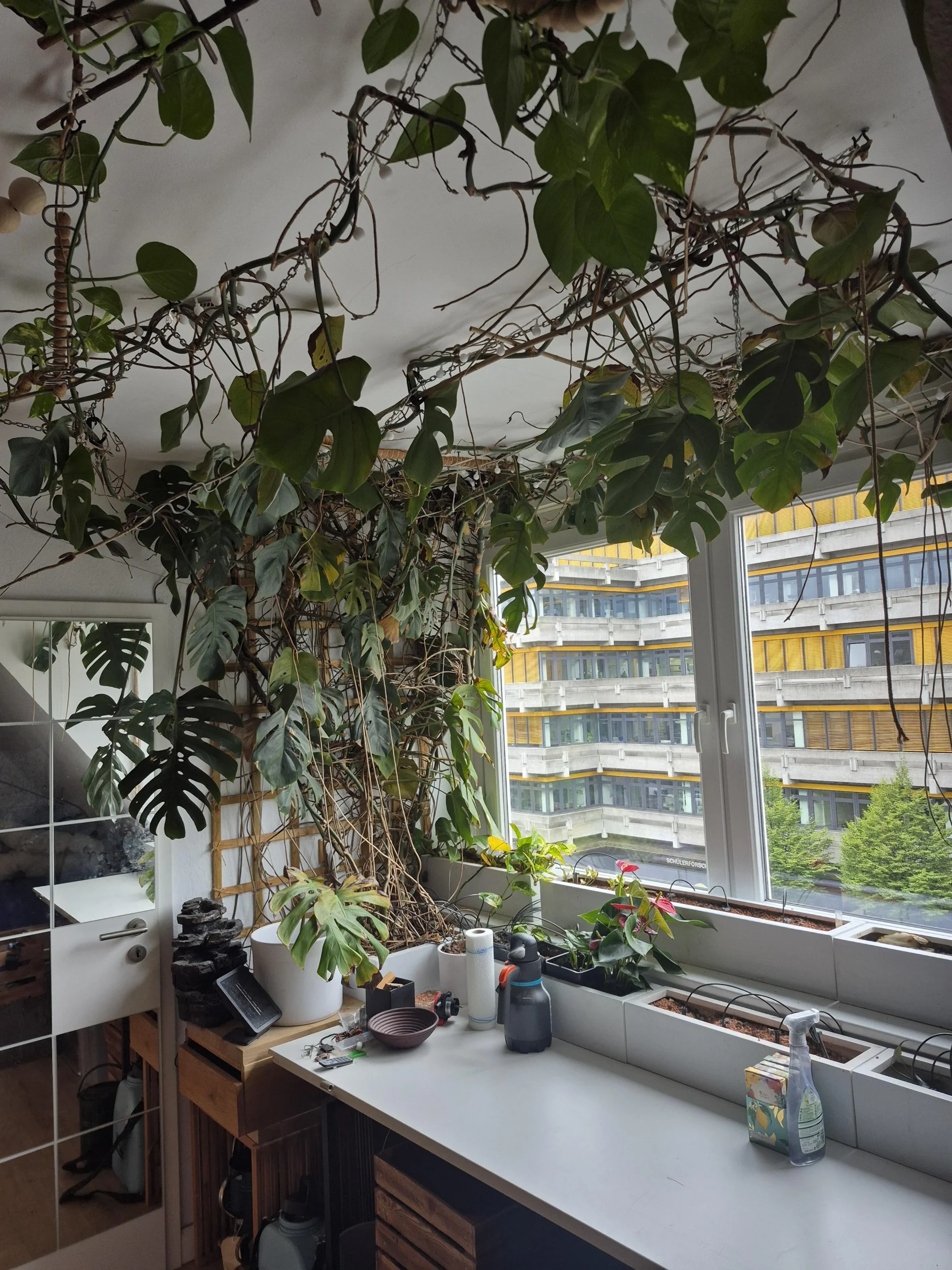 Monstera in argilla espansa e foglie gialle: il sale invisibile che la fa crollare all improvviso