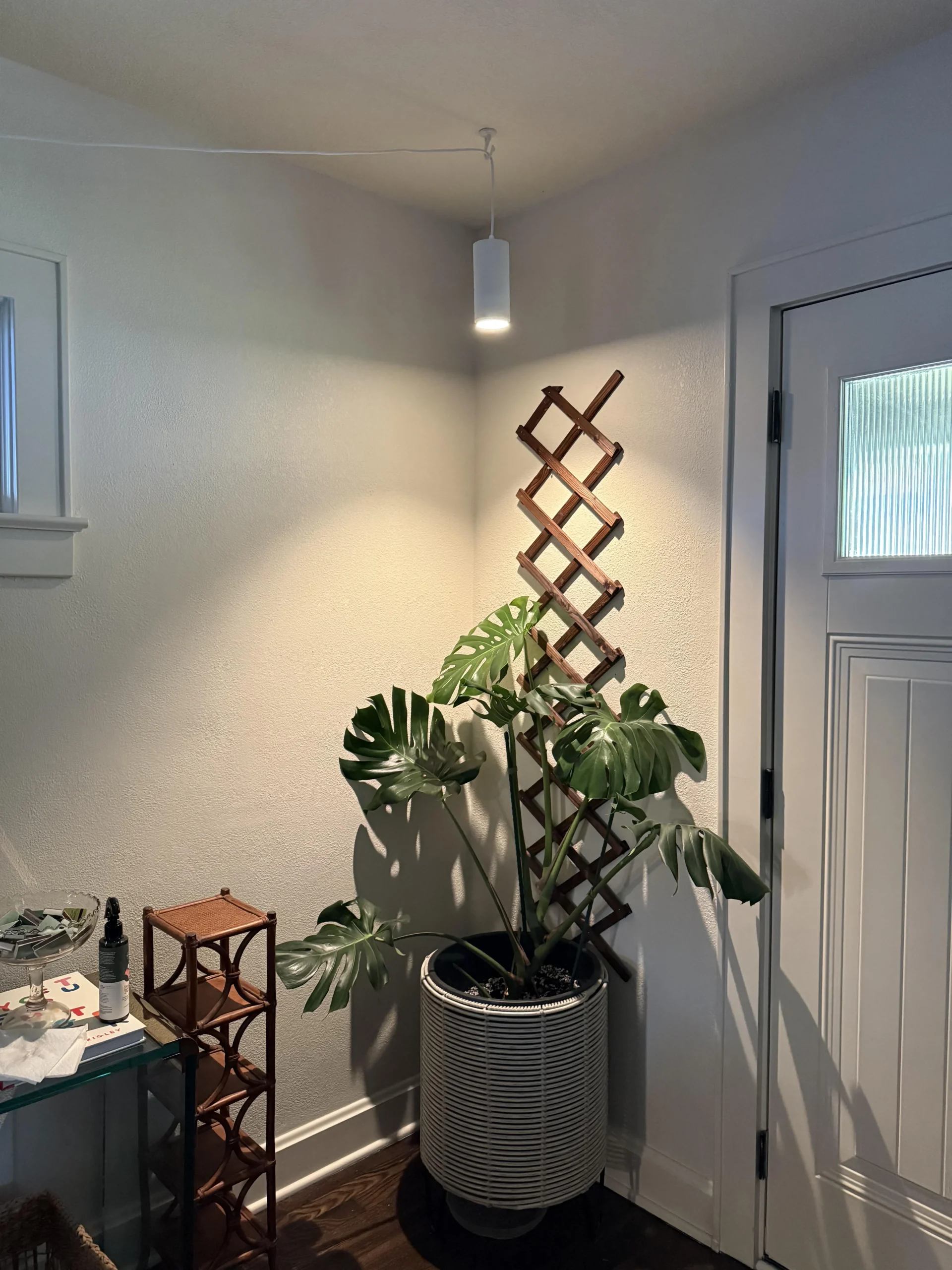 Monstera sotto lampada LED: macchie bianche o marroni? La posizione ti dice la causa