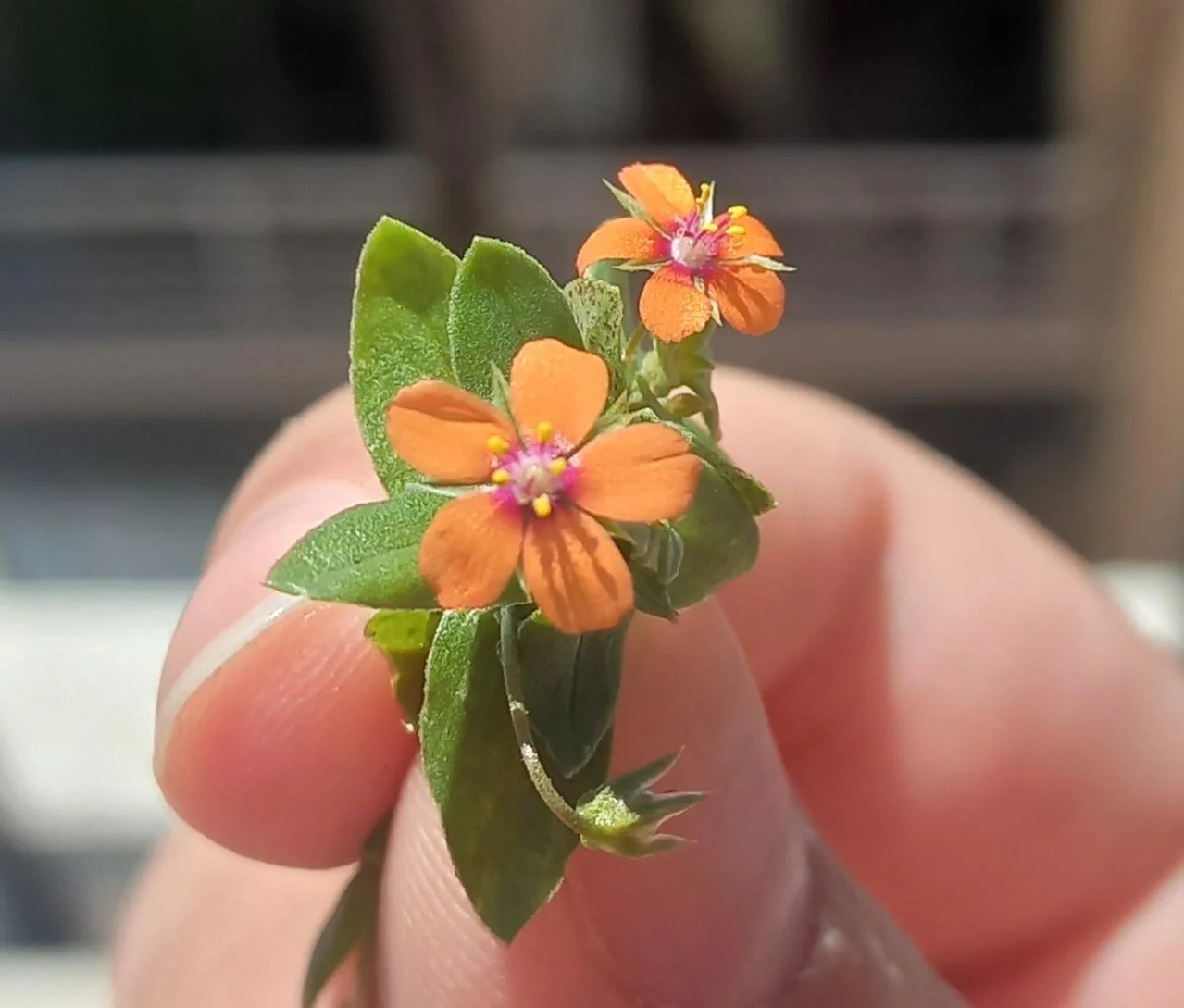 Mordigallina, il fiore che si chiude prima della pioggia: e l'azzurra è un'altra specie