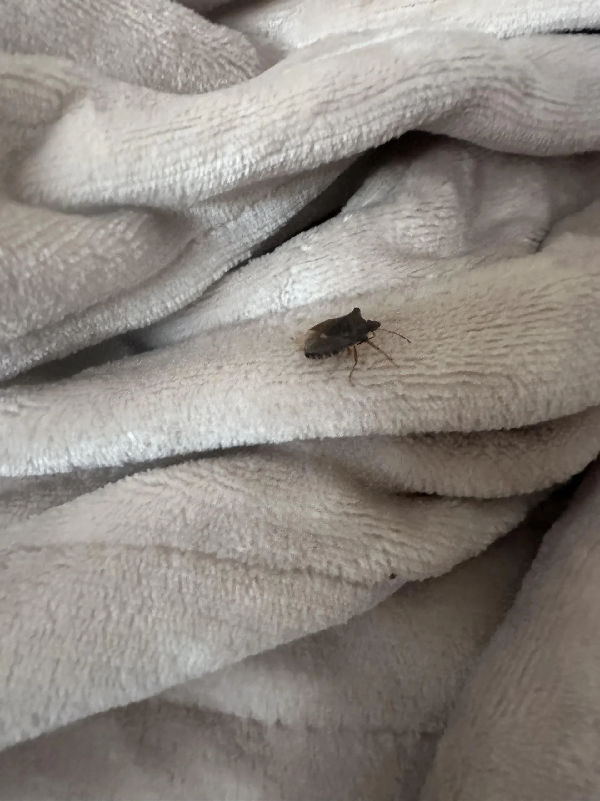 Odore di cimice sulle mani: come toglierlo davvero (non è un odore, è un olio)