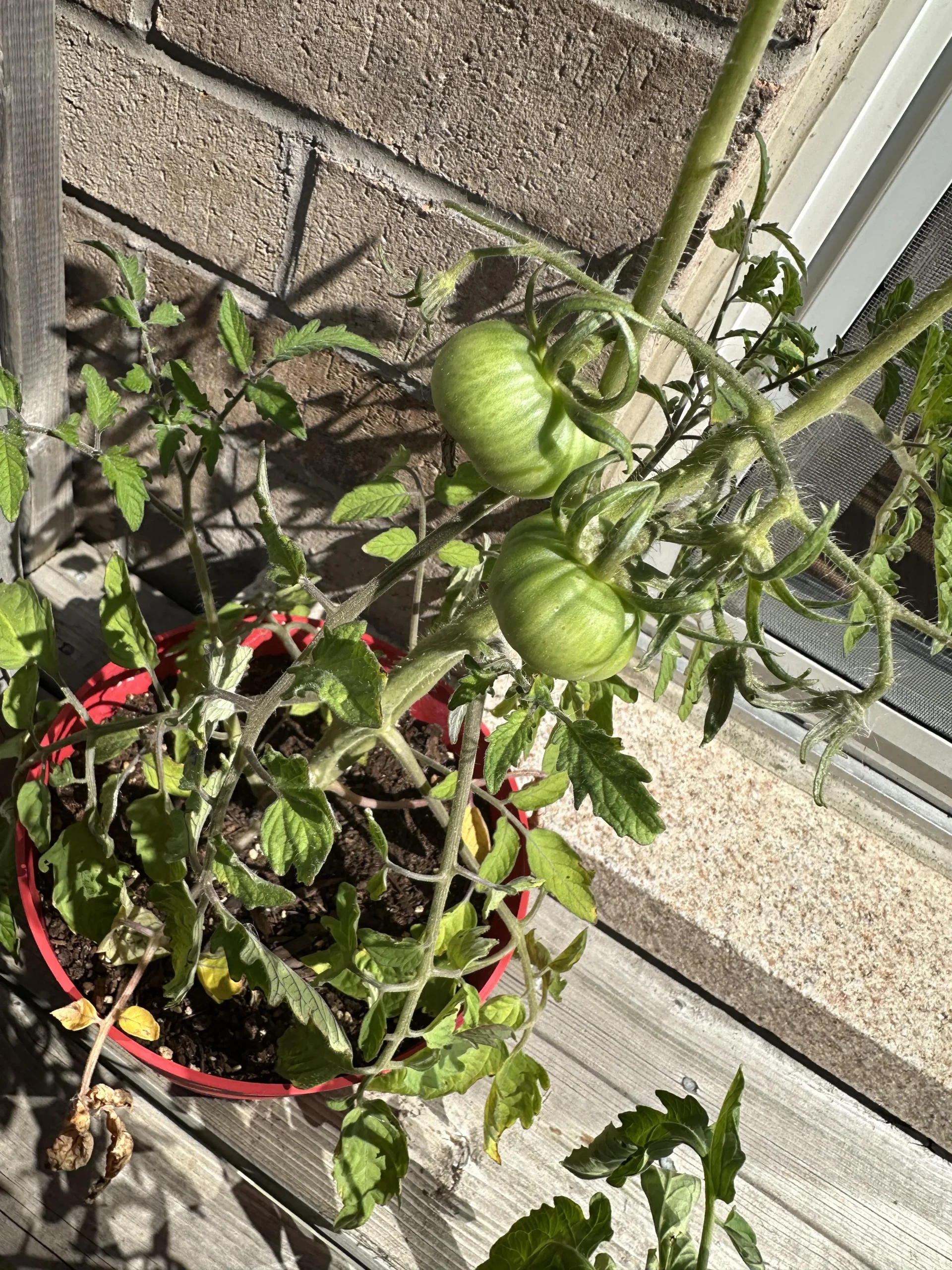 Oleandro e orto: i pomodori accanto alla siepe si possono mangiare davvero?