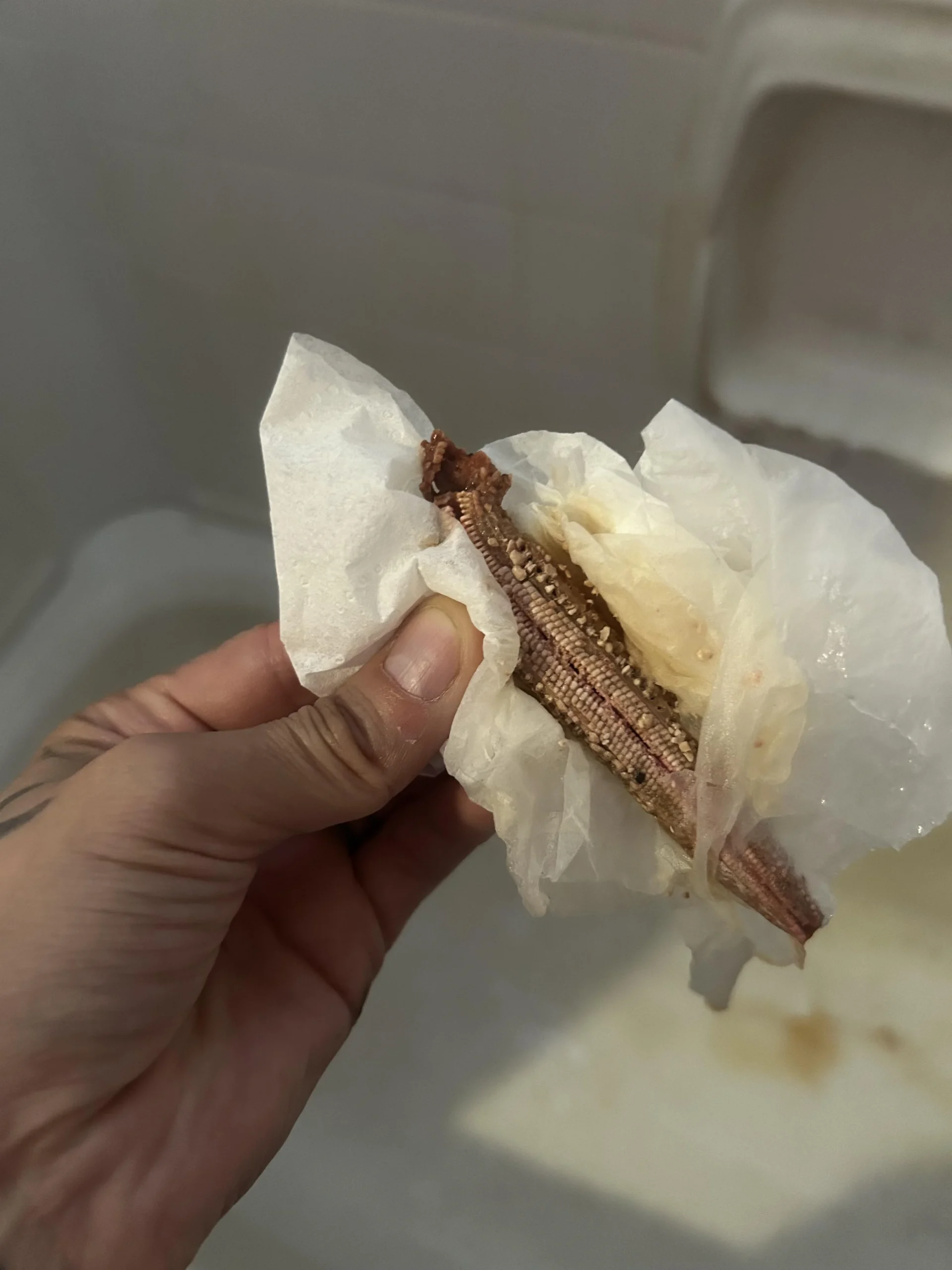 Ooteca di mantide religiosa in casa: come riconoscerla e salvare 200 uova