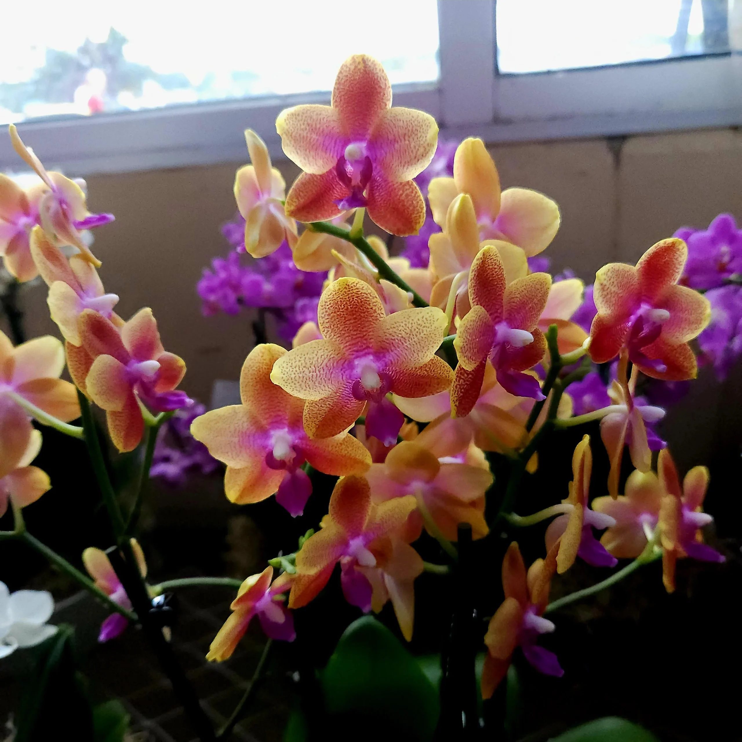 Orchidea Phalaenopsis profumata: perché quella del supermercato non sa di niente e come trovare quella giusta