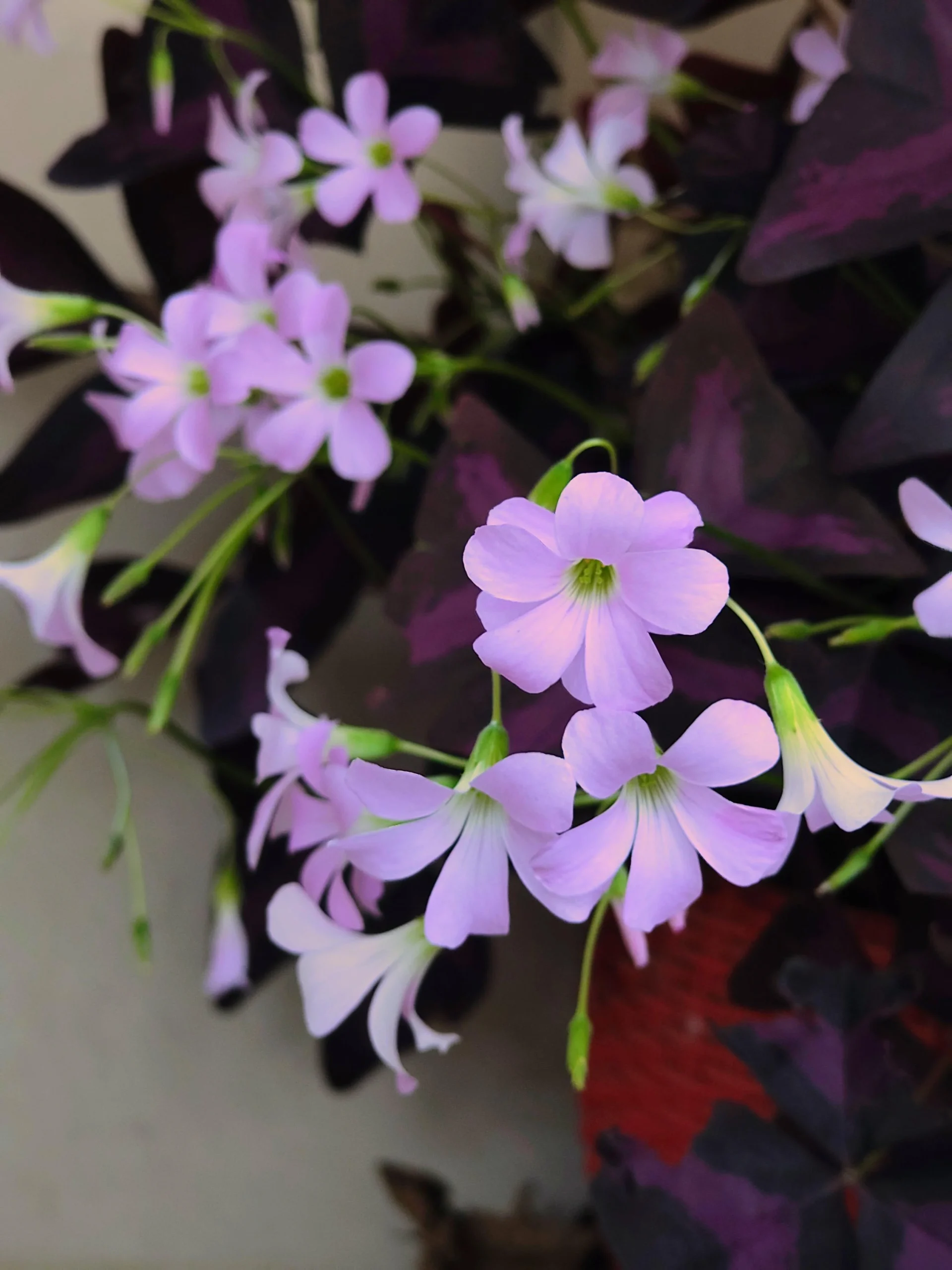 Oxalis, come eliminarla davvero: la risposta è sotto terra, non nelle foglie
