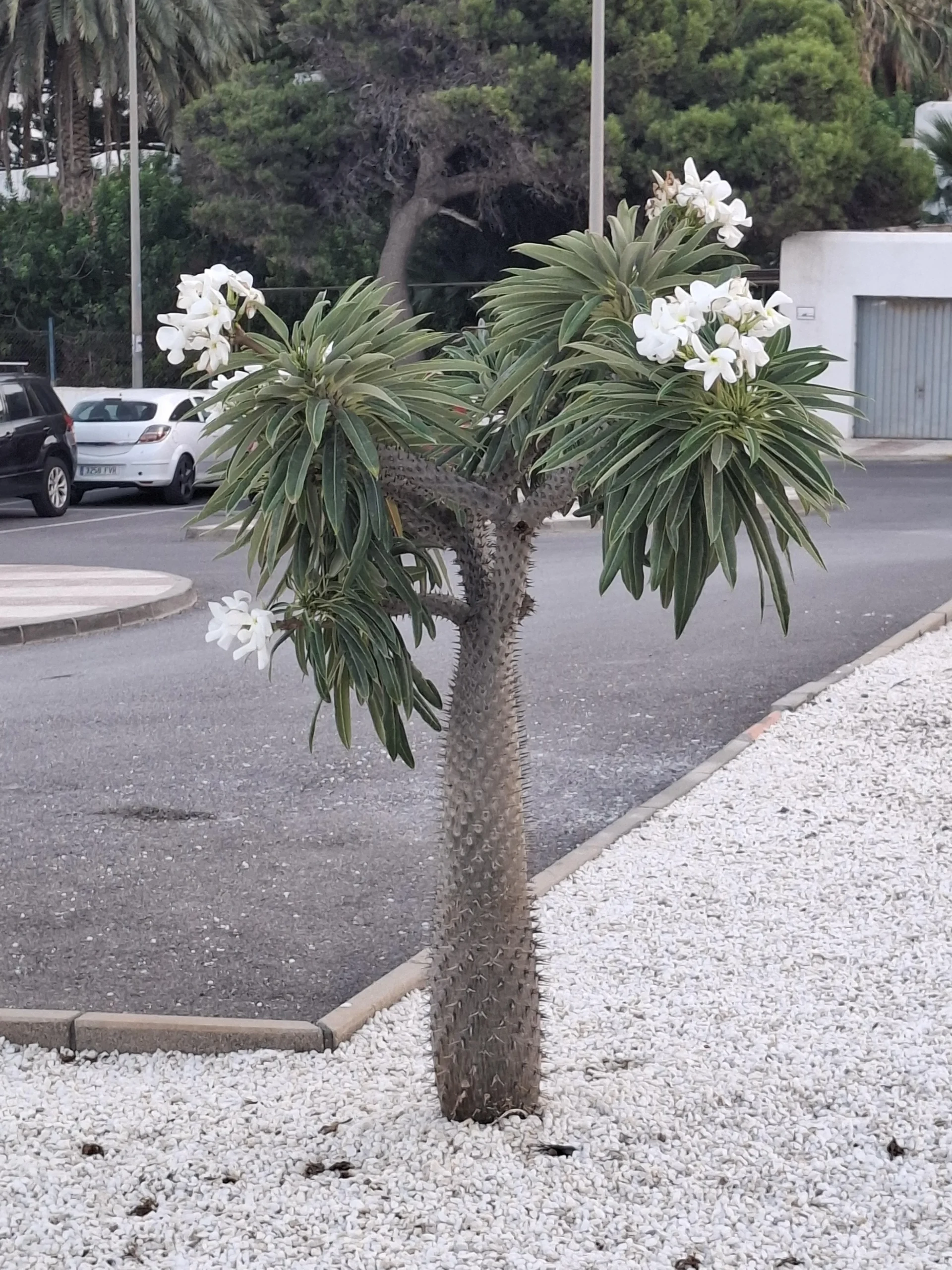 Palma del Madagascar (Pachypodium lamerei): come leggere il tronco e perché in autunno perde tutte le foglie
