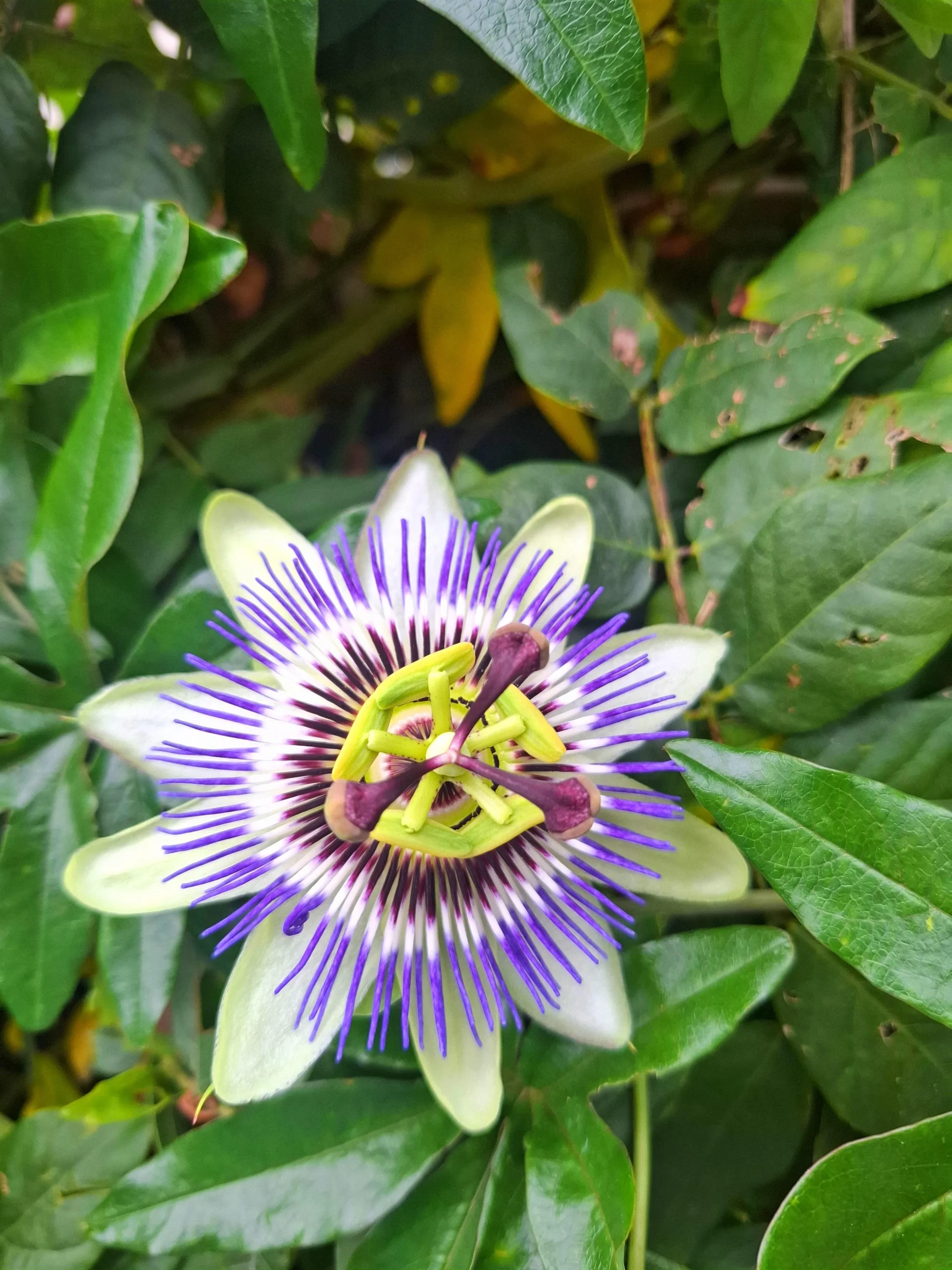 Passiflora non fa frutti? Il segreto sta nei tre stigmi che ruotano in poche ore
