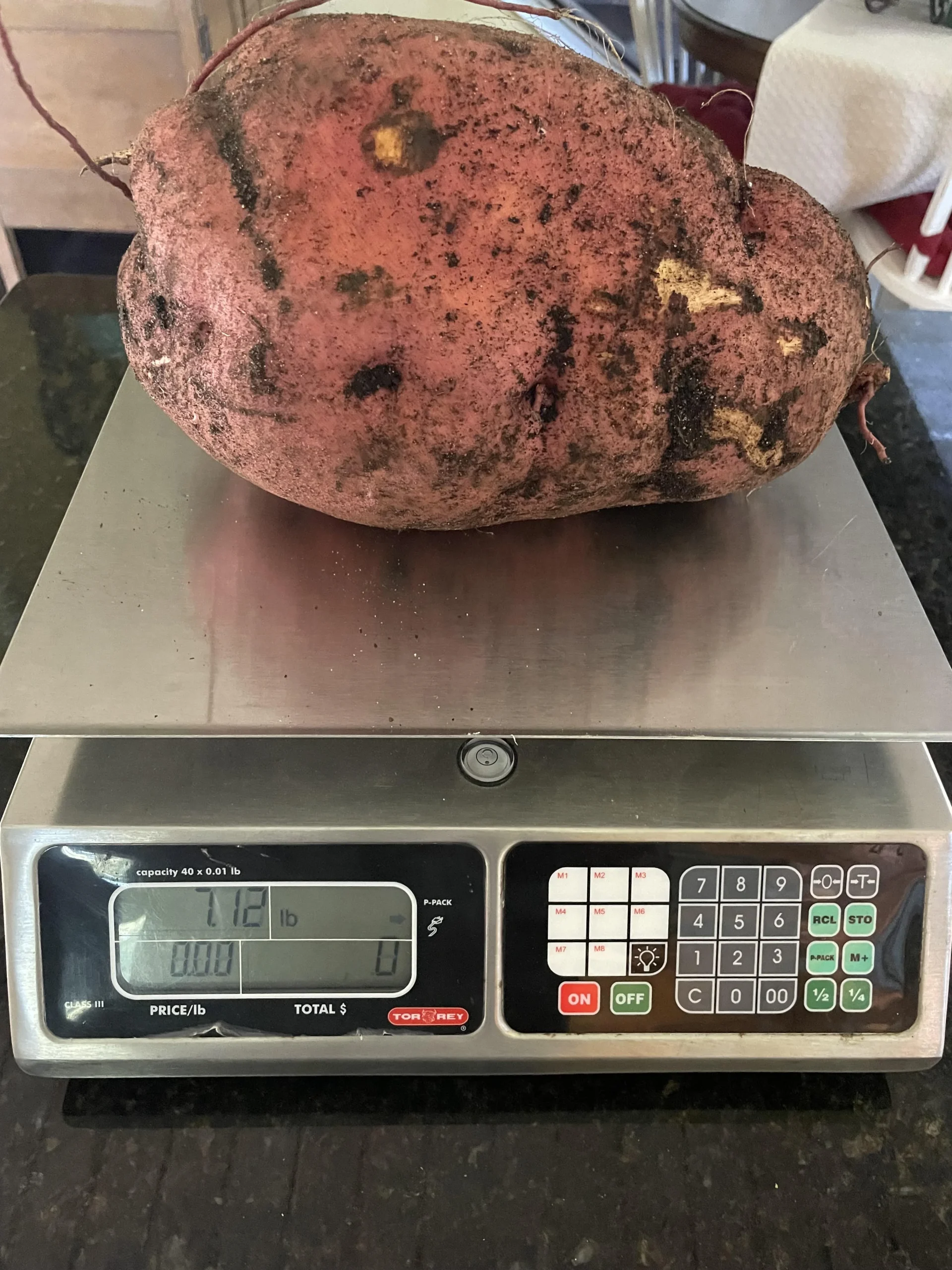 Patata dolce: perché appena scavata non è dolce e come si costruisce lo zucchero dopo la raccolta