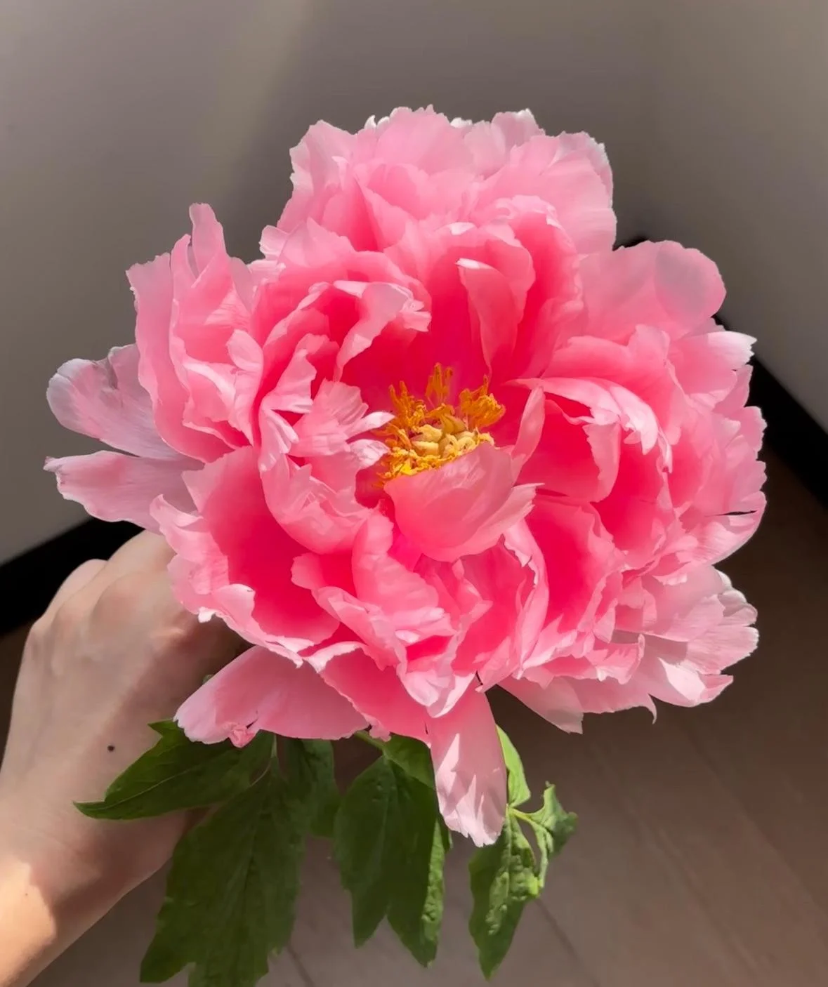 Peonia che non fiorisce: i 2 numeri nascosti sottoterra che decidono tutto
