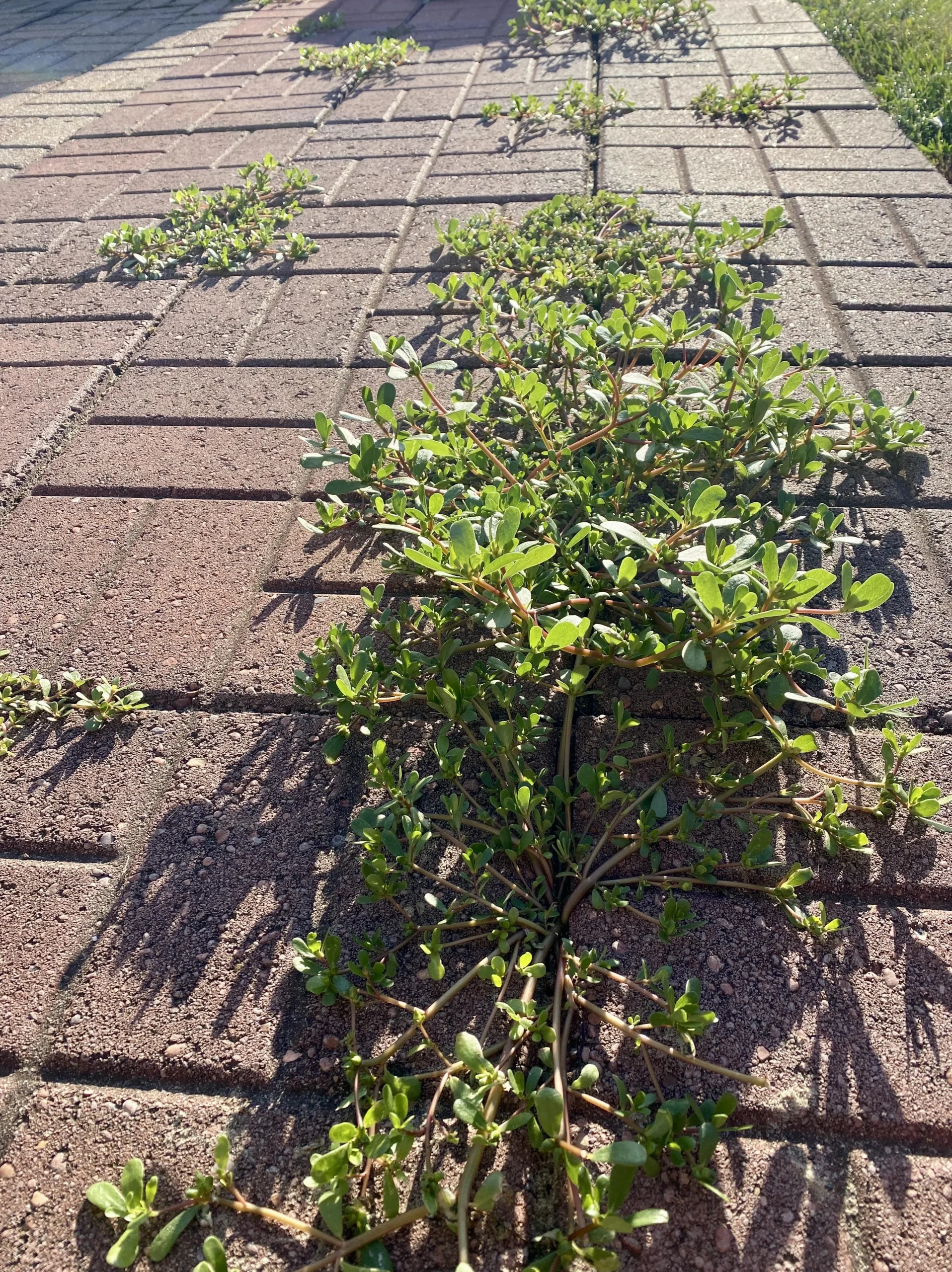 Portulaca selvatica commestibile: il test del latte che smaschera la sosia velenosa