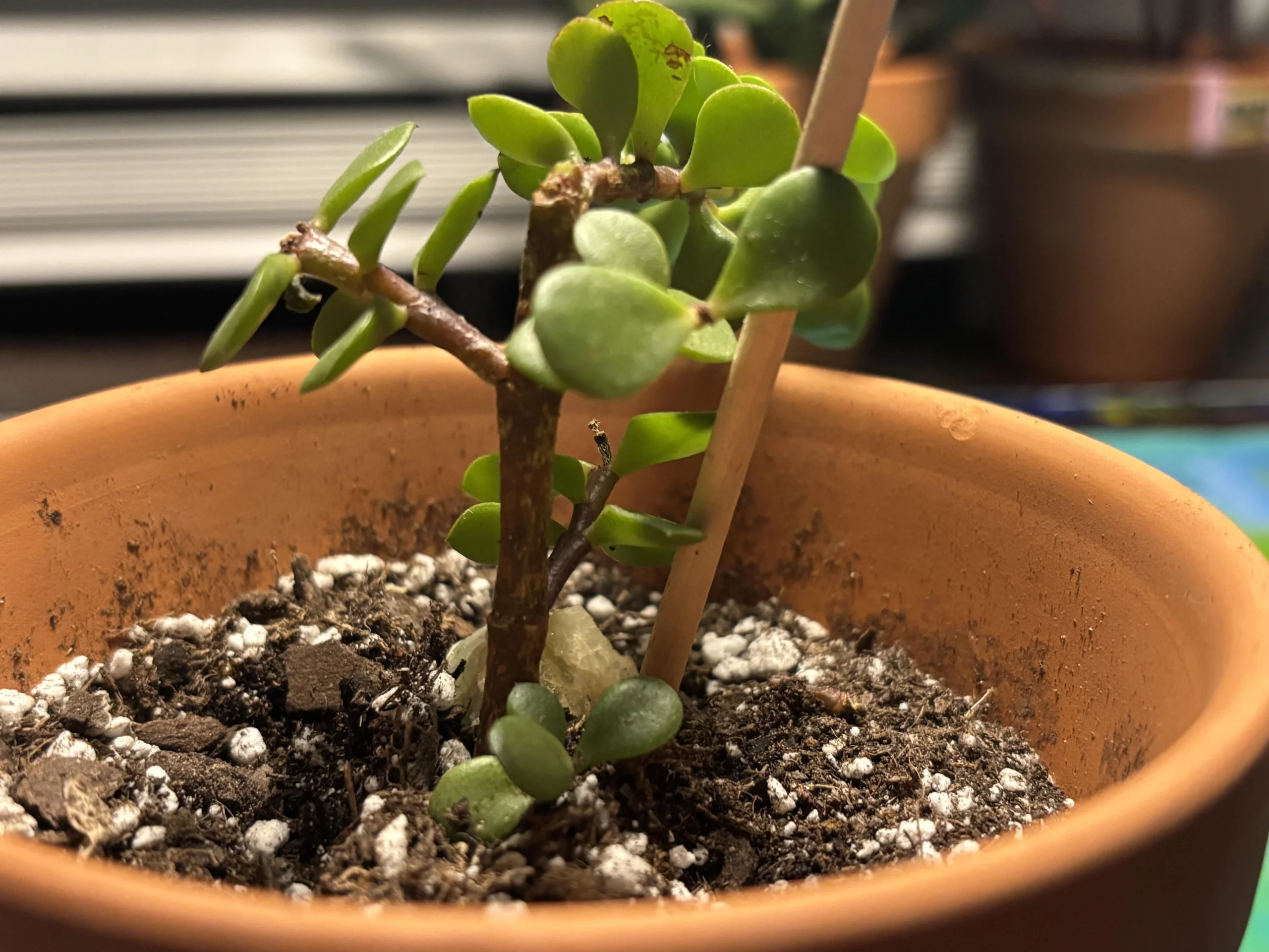 Portulacaria afra perde le foglie: il crollo parte dalle radici, non dalla sete