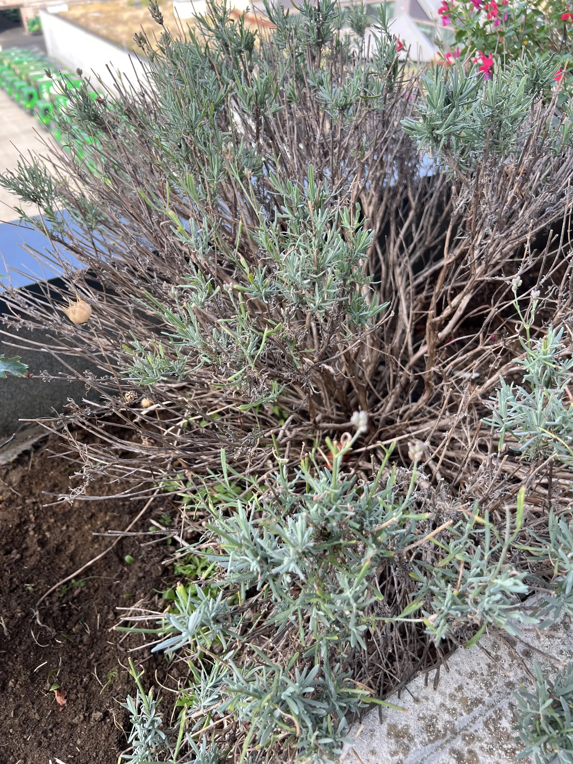 Potatura della lavanda in autunno: come salvare un cespo aperto al centro e legnoso alla base