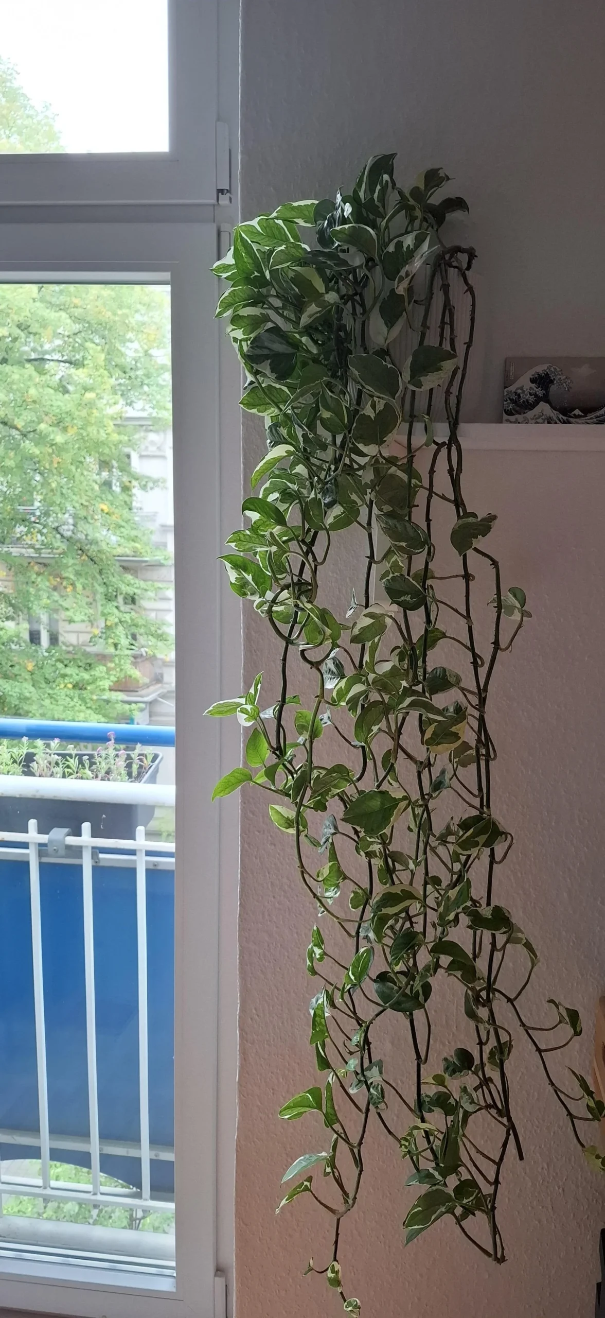Pothos con foglie sempre più piccole: non ha fame, sta scendendo invece di salire