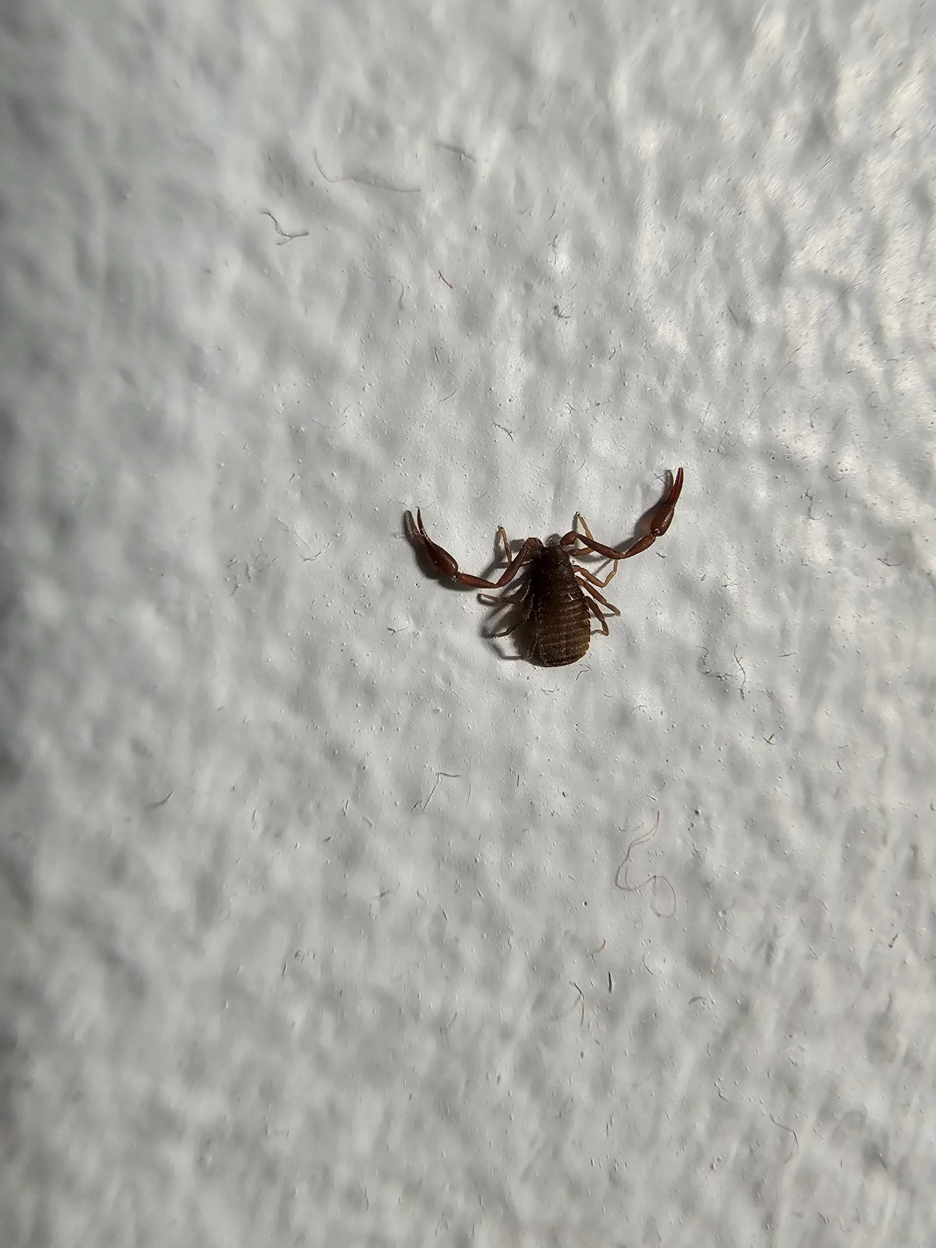 Pseudoscorpione in casa: il minuscolo aracnide con le chele che ti sta ripulendo la libreria